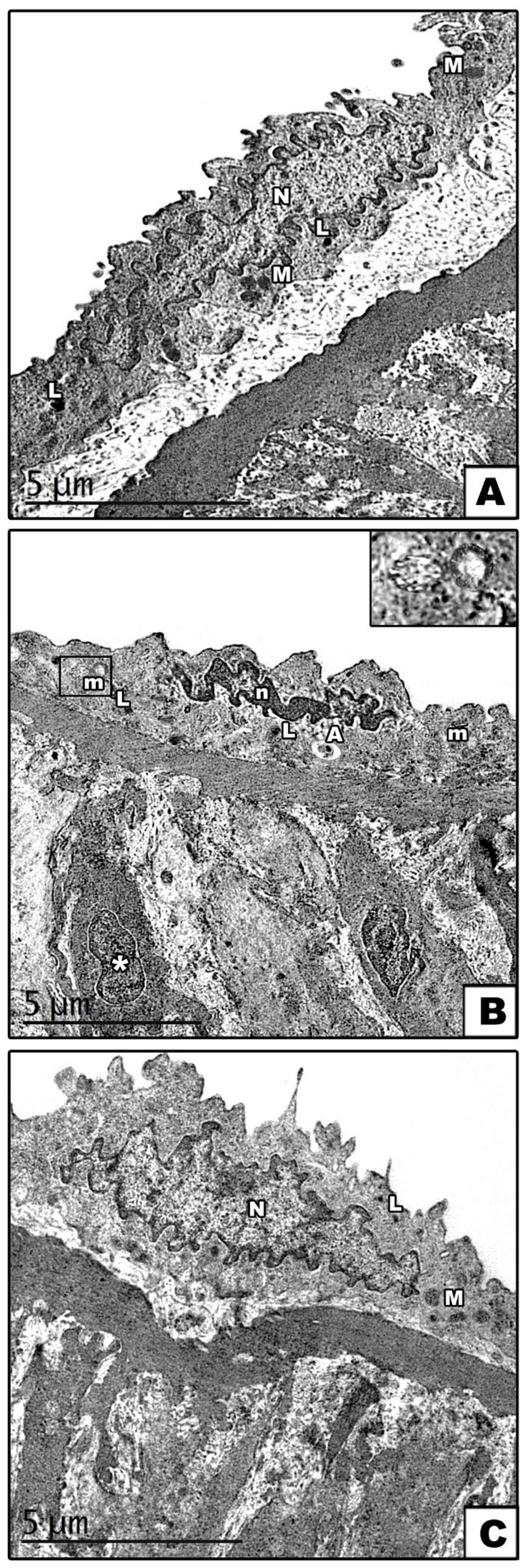Cells 11 00048 g004 Cells 11 00048 g004