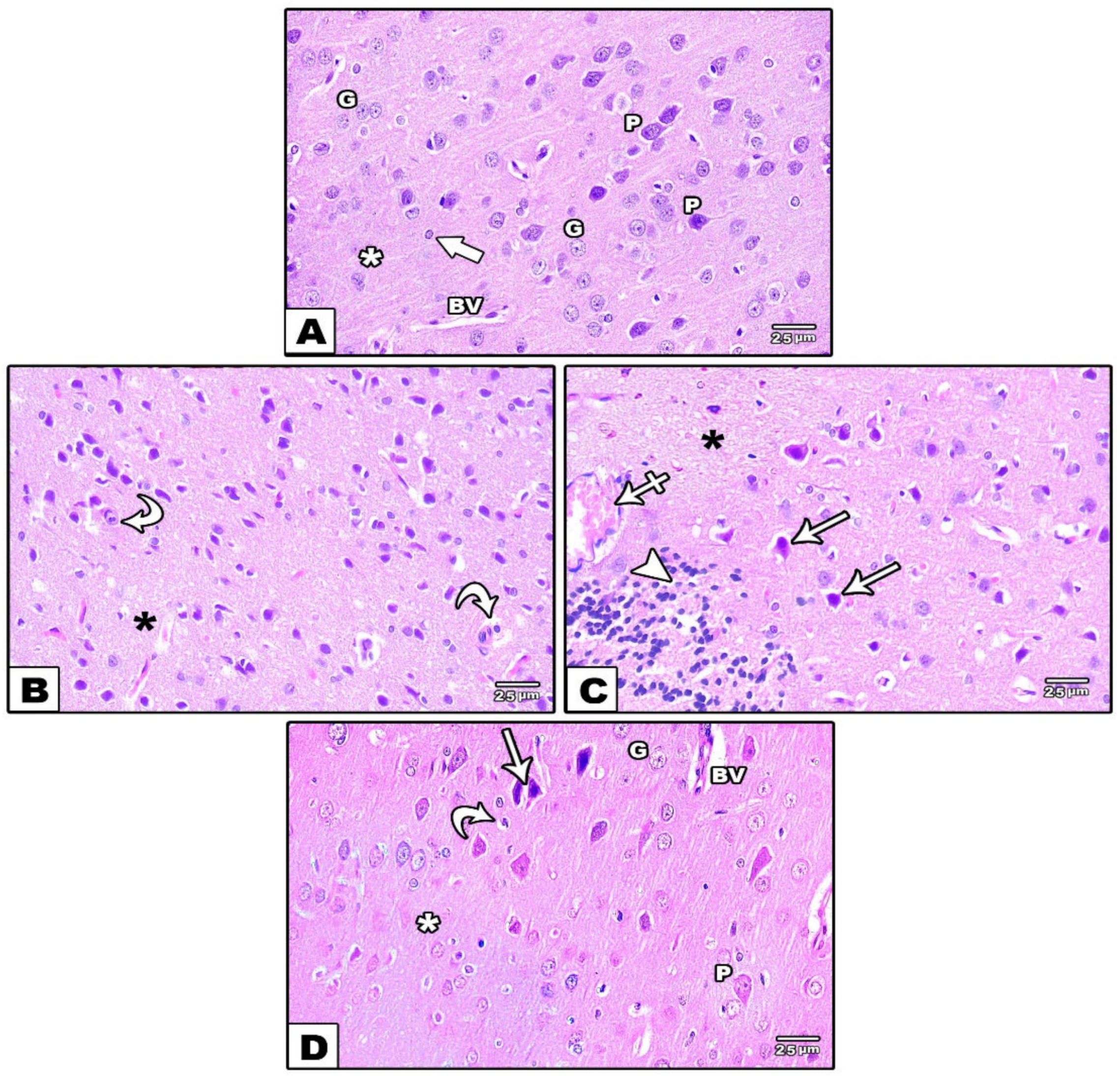 Cells 11 00048 g005 Cells 11 00048 g005