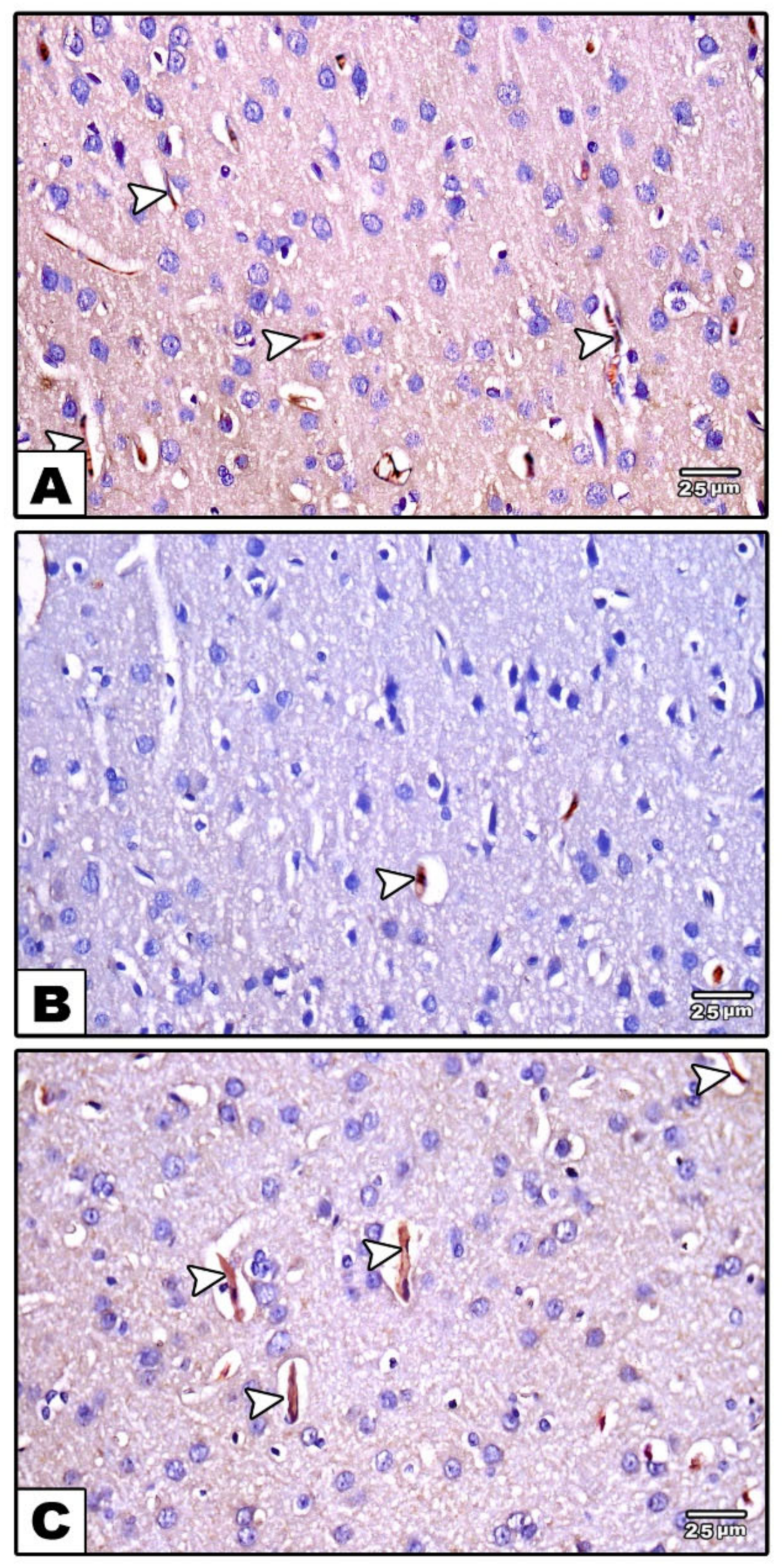 Cells 11 00048 g006 Cells 11 00048 g006