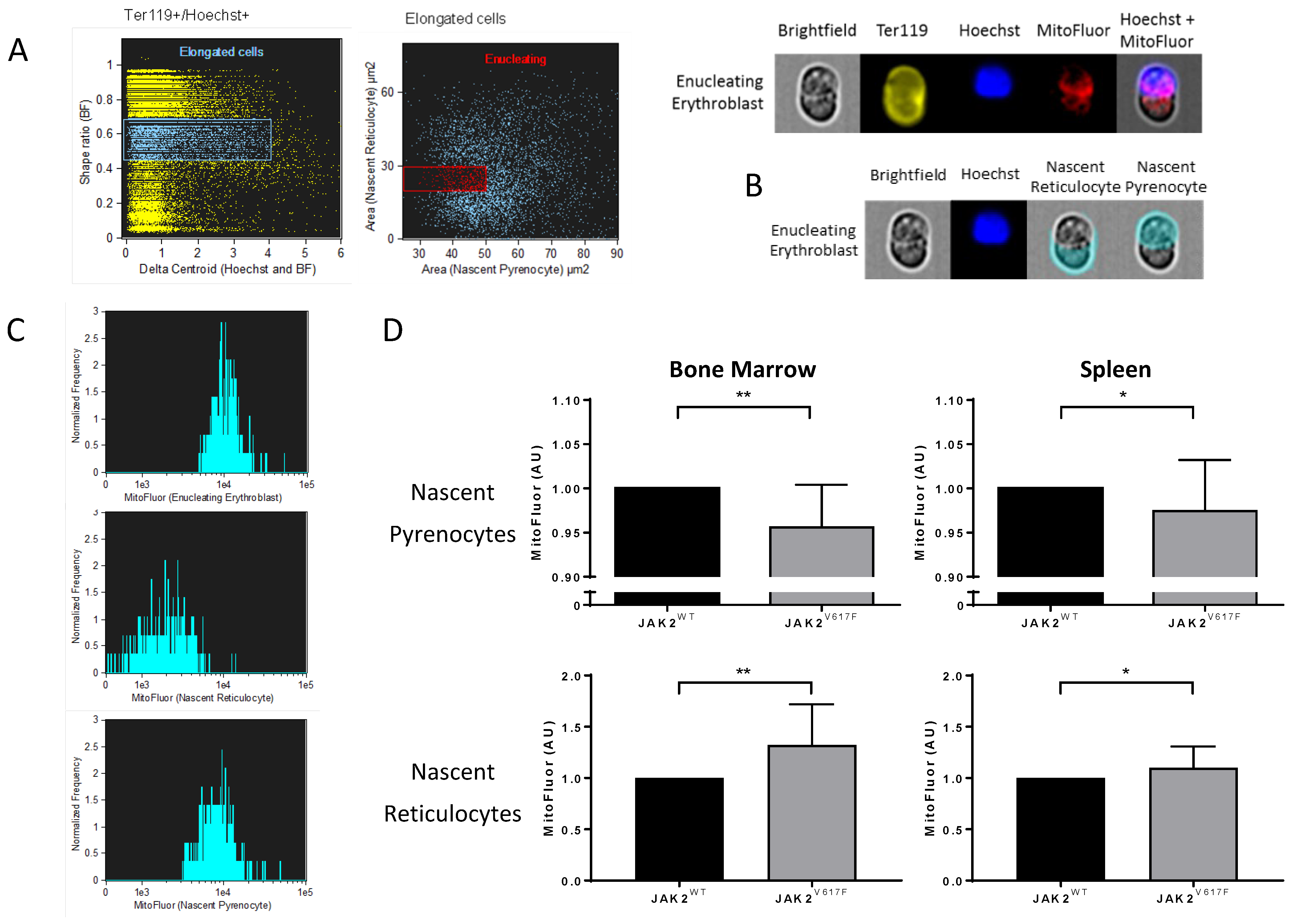 Cells 11 00049 g006 Cells 11 00049 g006