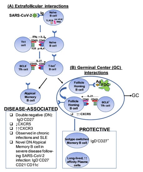 Cells 11 00067 g002 550
