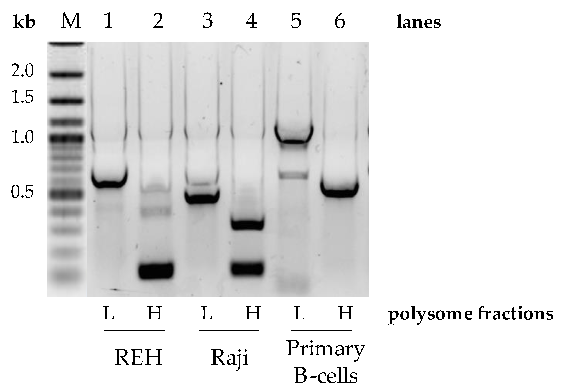 Cells 11 00076 g003 Cells 11 00076 g003