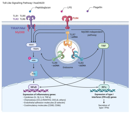Cells 11 00088 g001 550