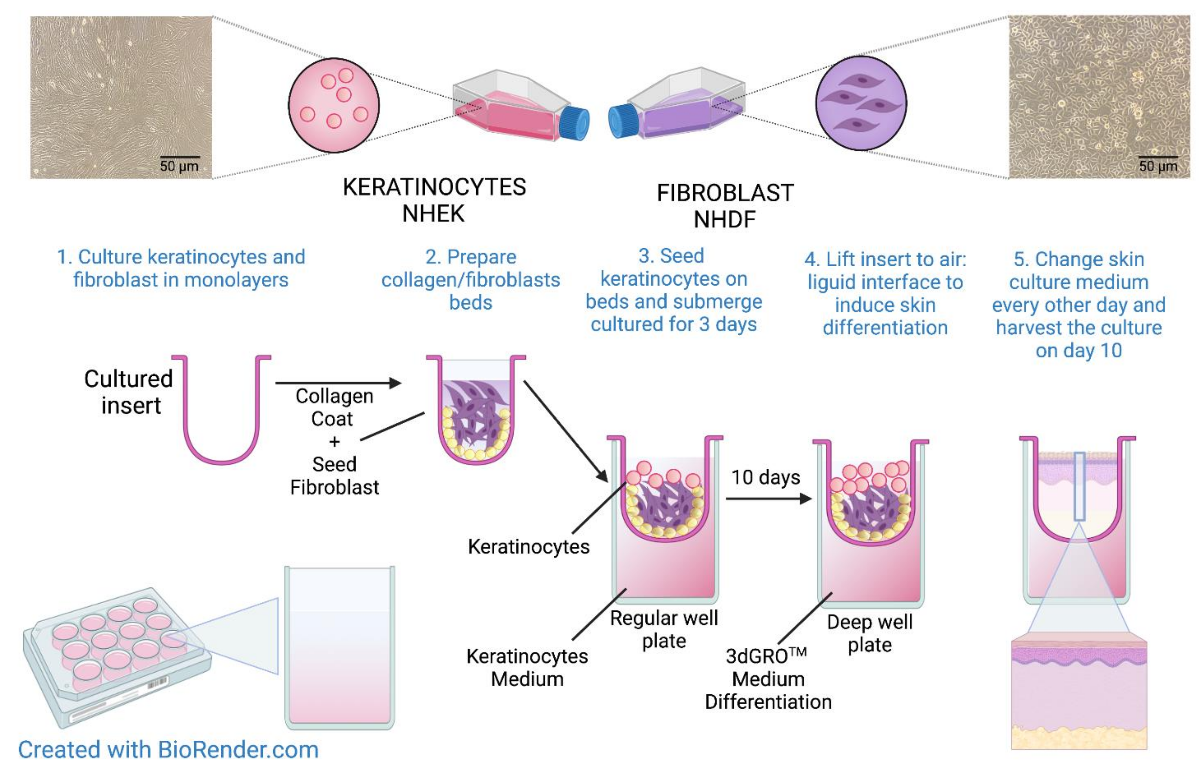 Cells 11 00088 g002 Cells 11 00088 g002