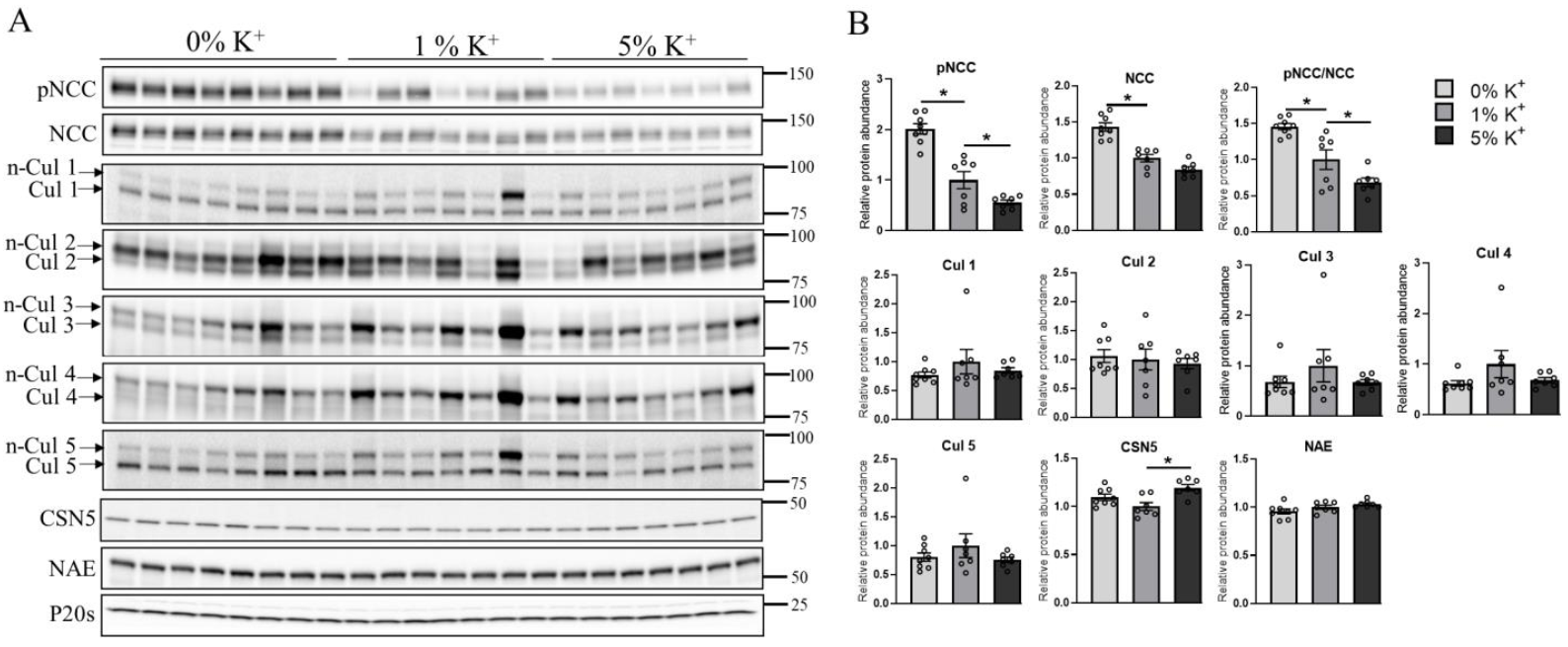 Cells 11 00095 g001 Cells 11 00095 g001