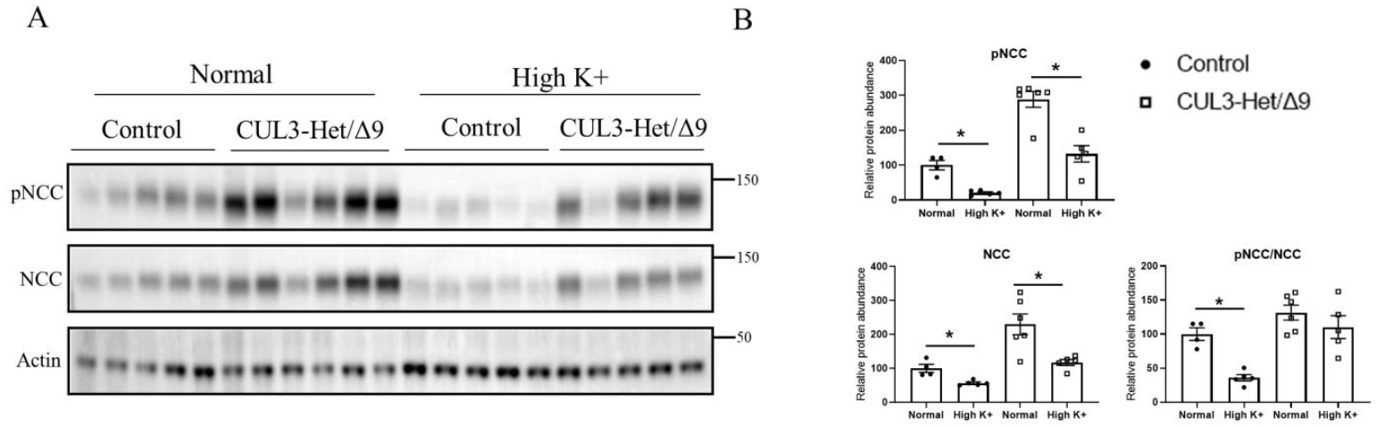 Cells 11 00095 g003 Cells 11 00095 g003