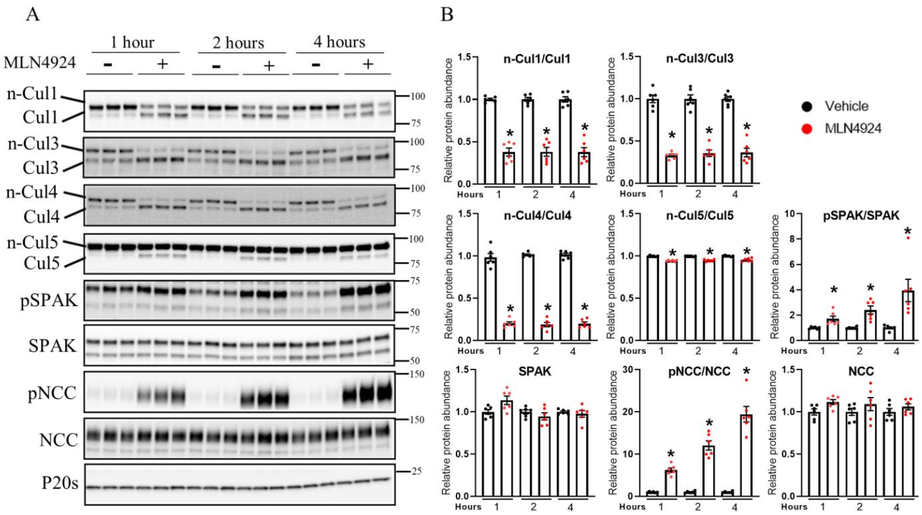 Cells 11 00095 g005 Cells 11 00095 g005
