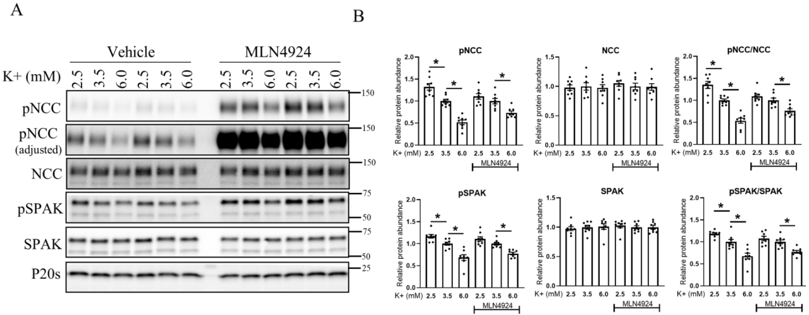 Cells 11 00095 g007 Cells 11 00095 g007