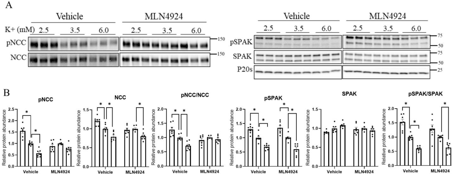 Cells 11 00095 g008 Cells 11 00095 g008
