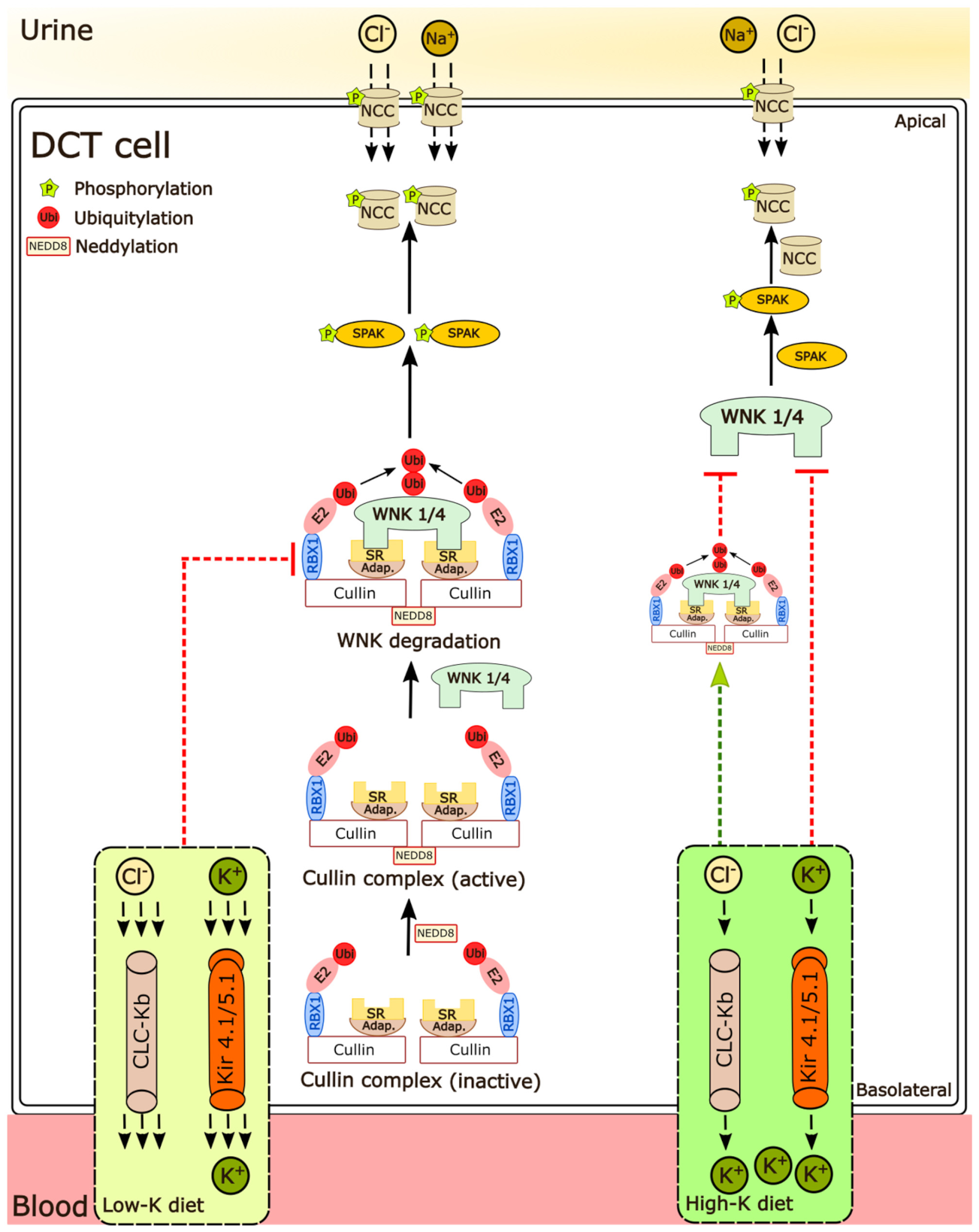 Cells 11 00095 g009 Cells 11 00095 g009