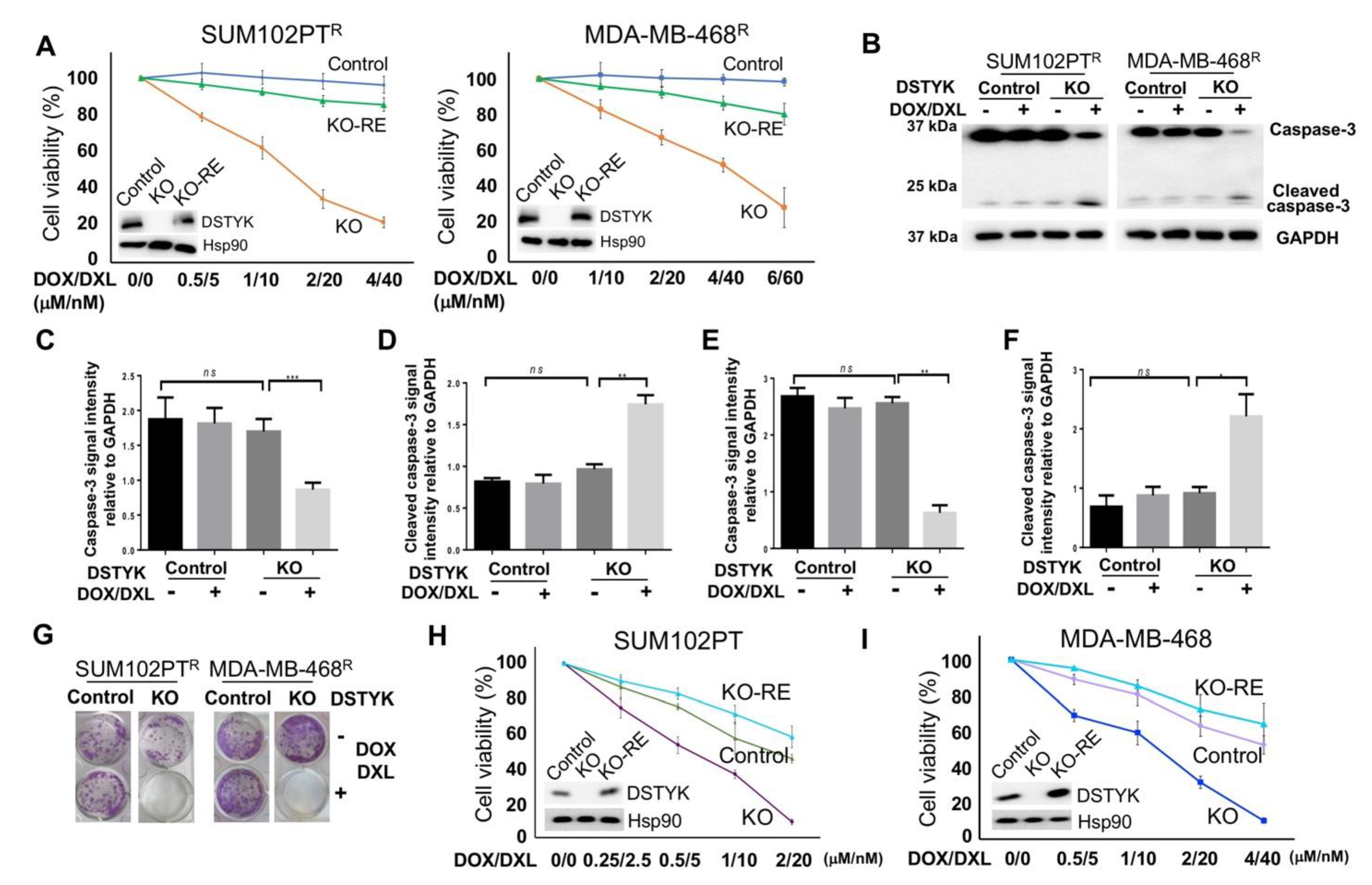 Cells 11 00097 g004 Cells 11 00097 g004