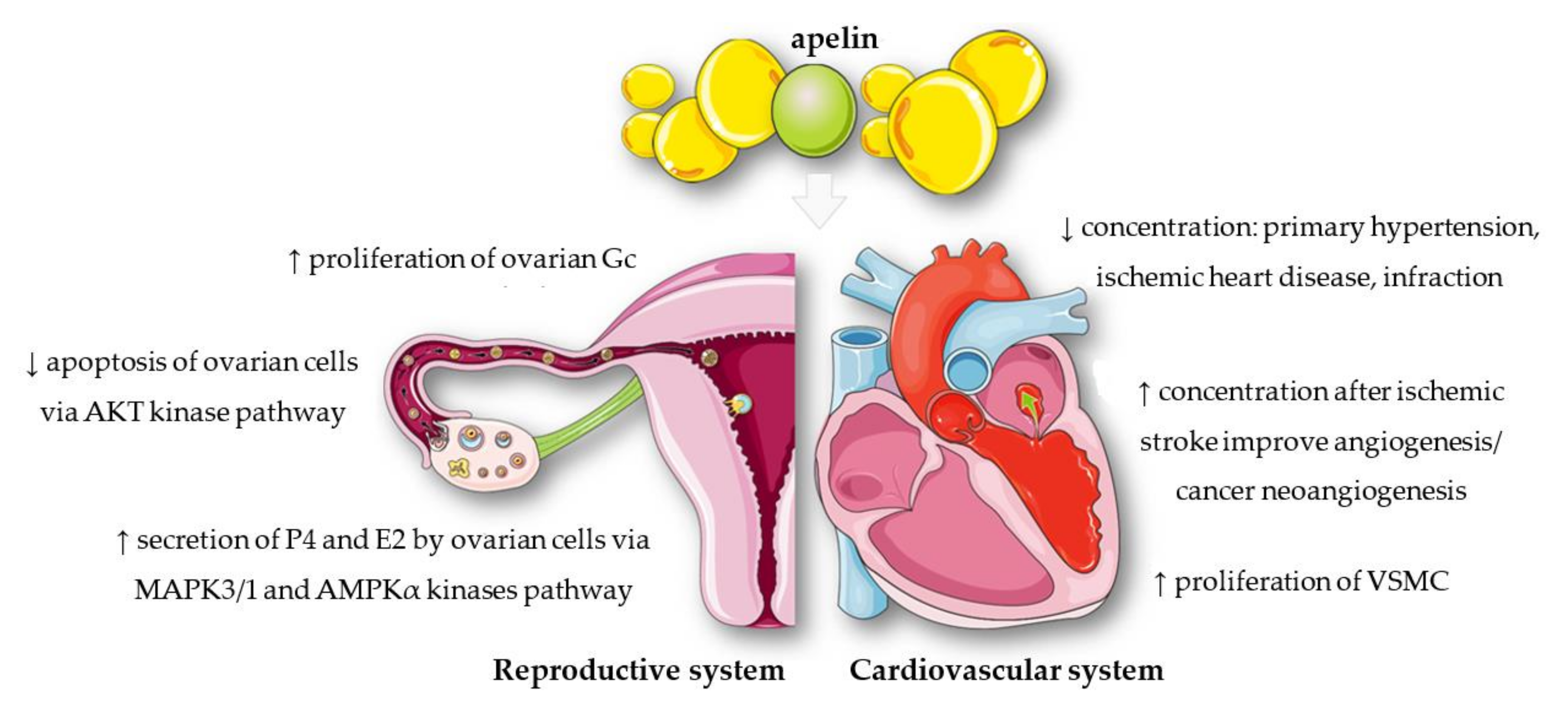 Cells 11 00099 g002 Cells 11 00099 g002