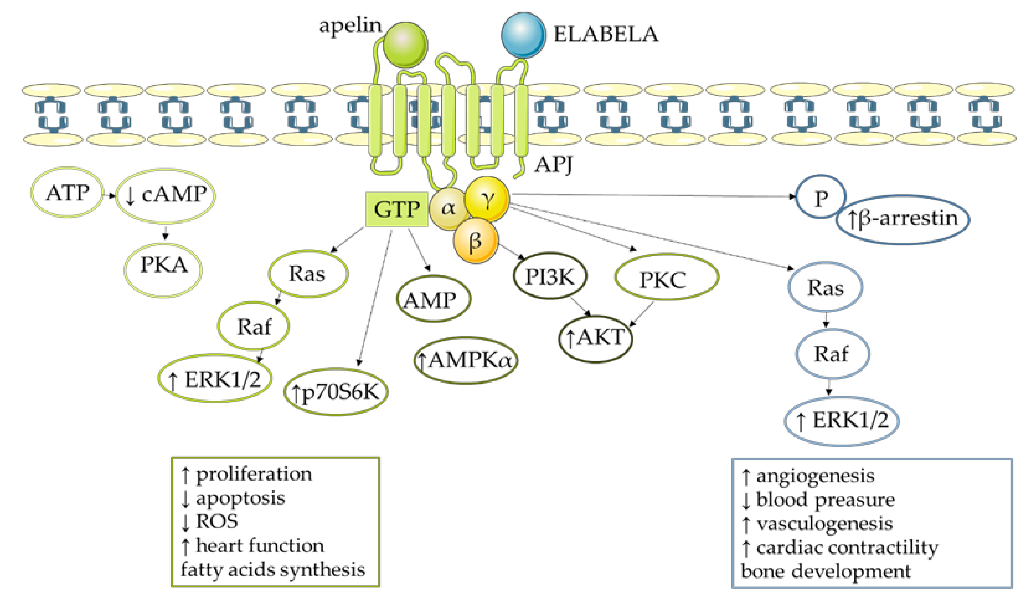 Cells 11 00099 g003 Cells 11 00099 g003