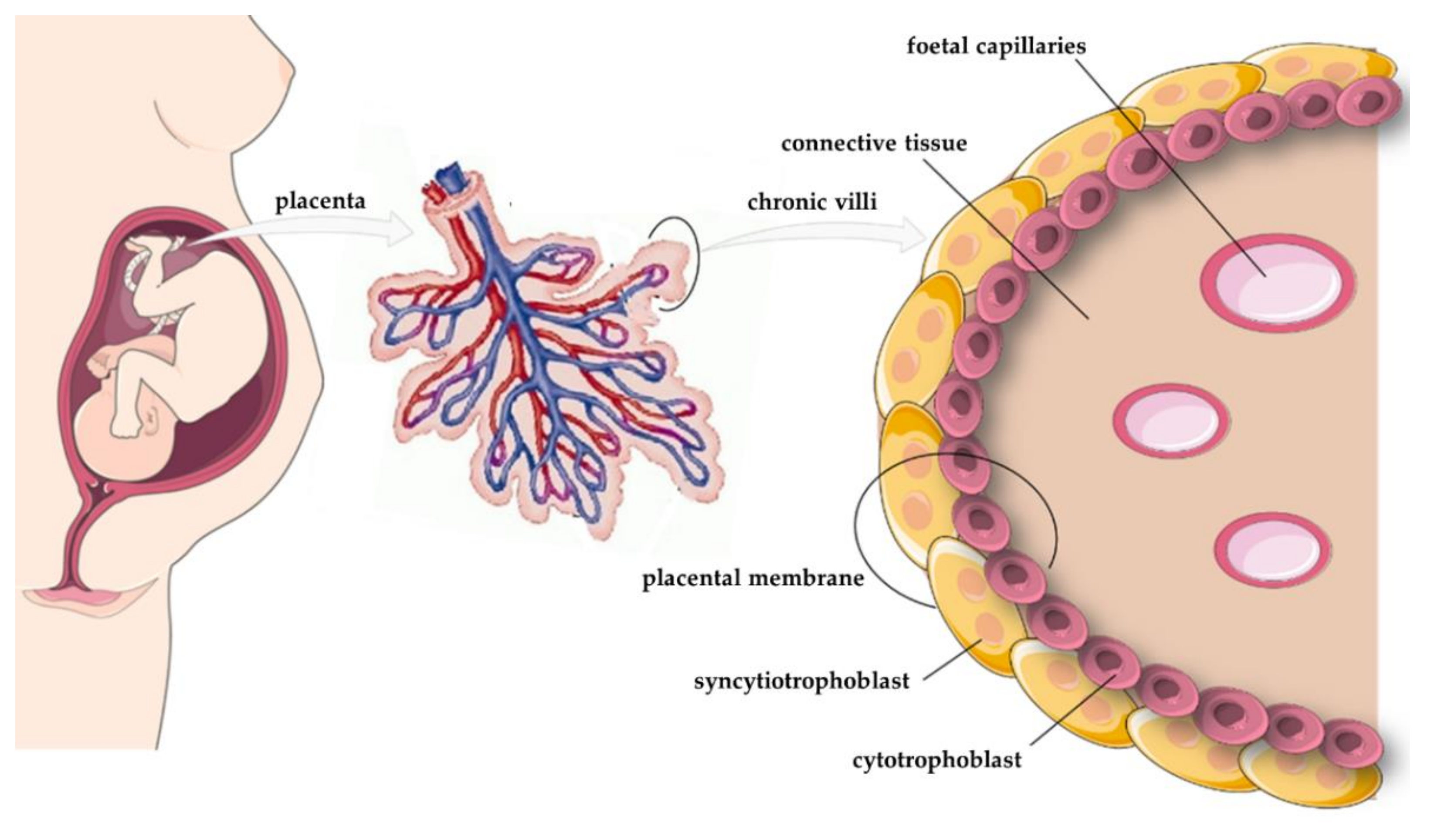 Cells 11 00099 g004 Cells 11 00099 g004