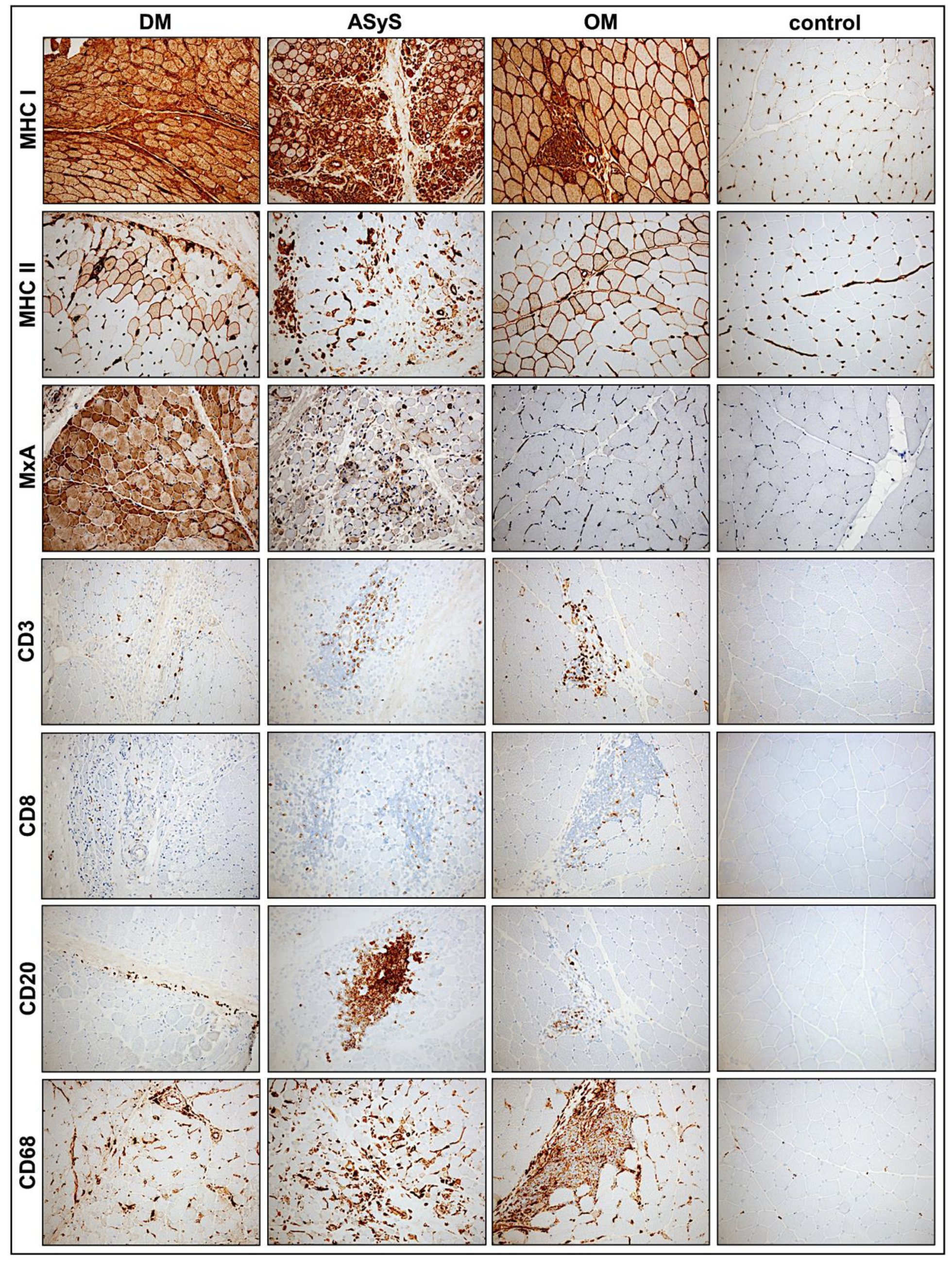 Cells 11 00109 g004 Cells 11 00109 g004