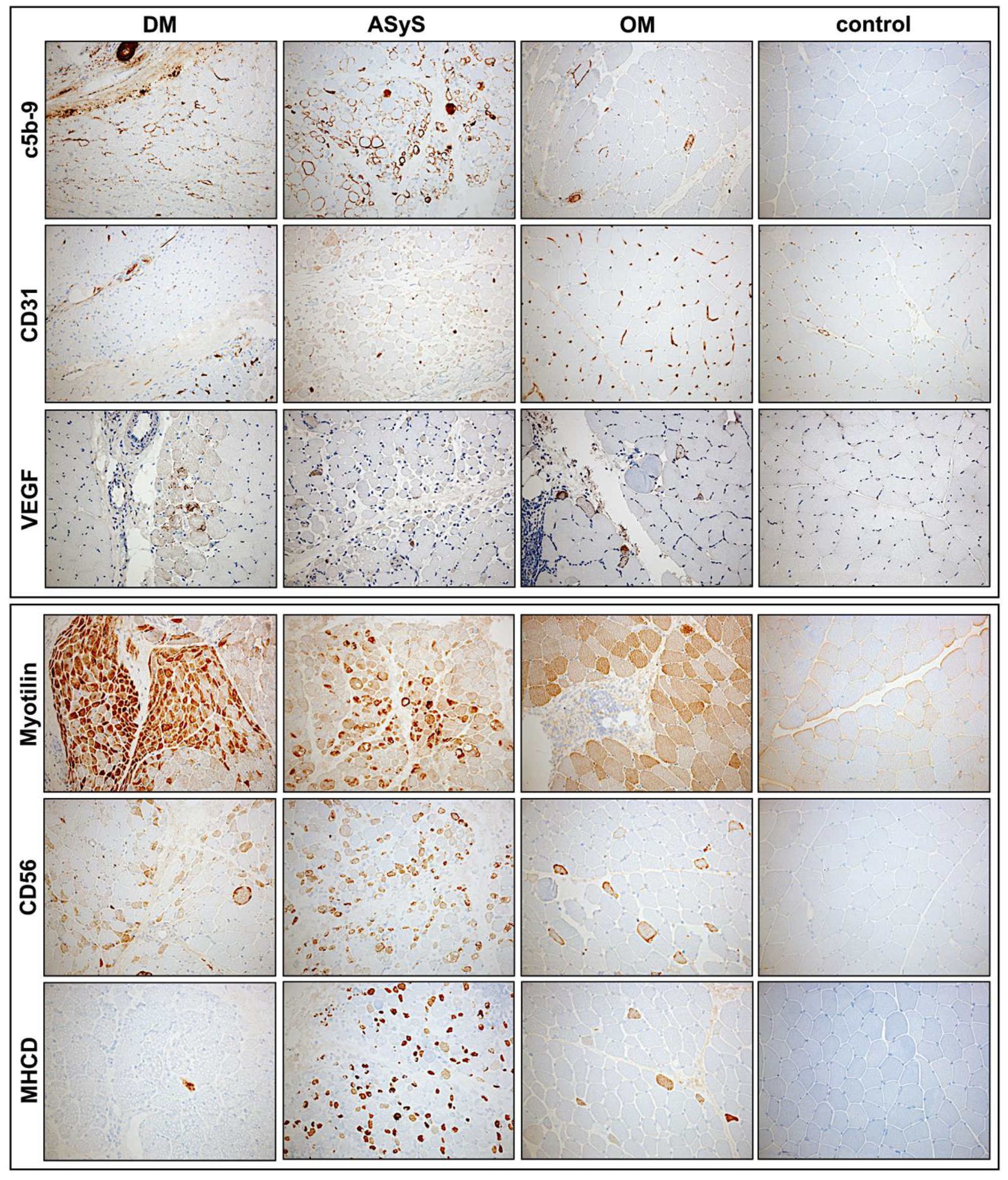 Cells 11 00109 g005 Cells 11 00109 g005