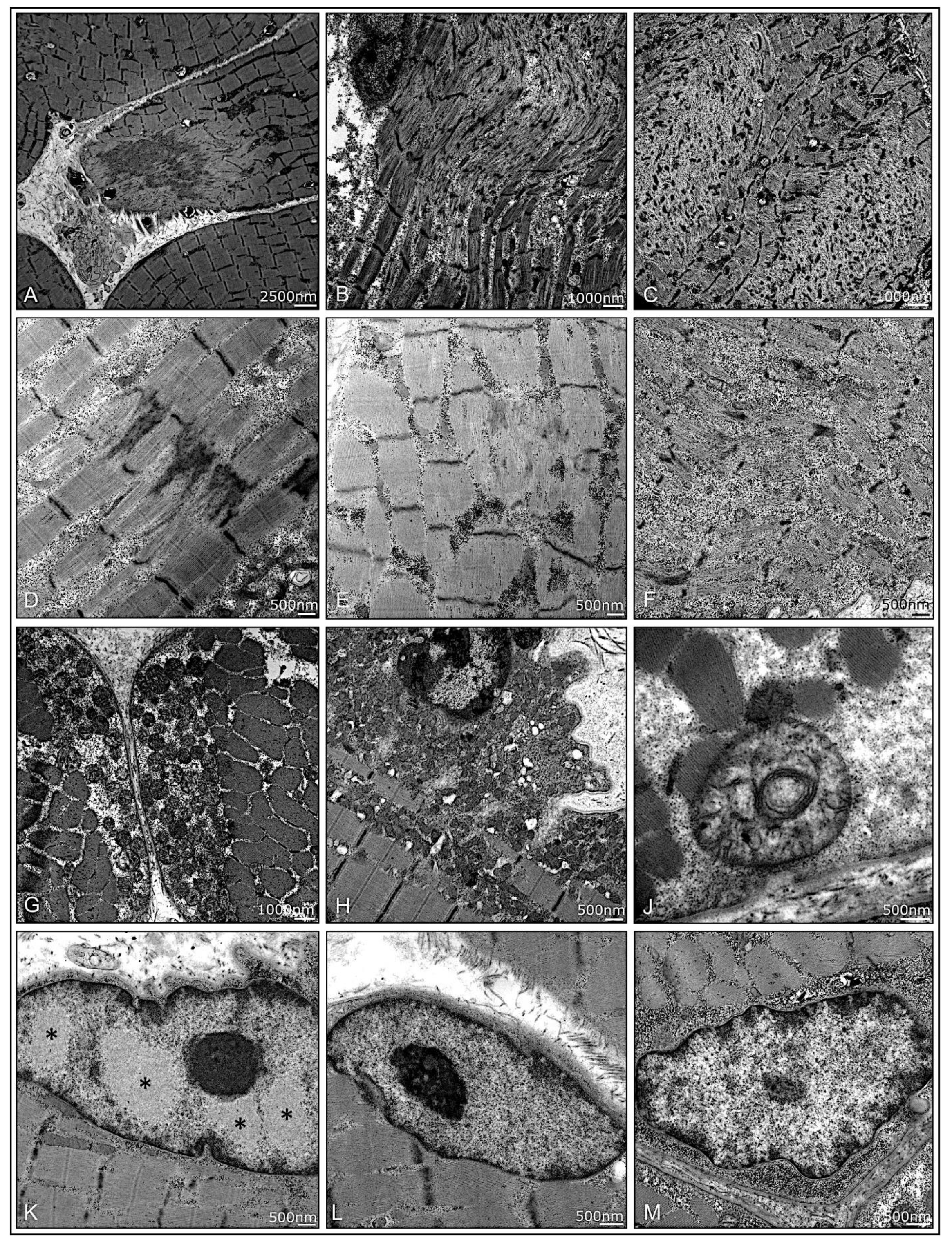 Cells 11 00109 g006 Cells 11 00109 g006