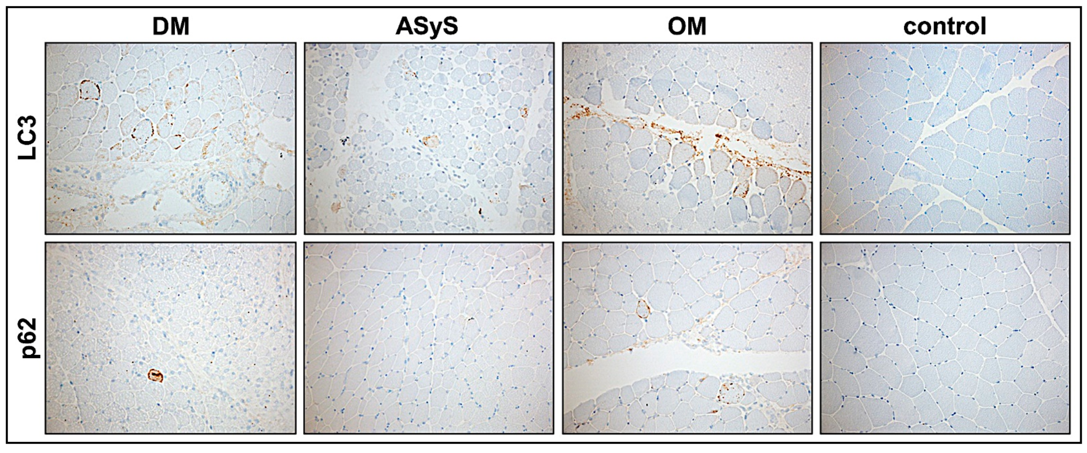 Cells 11 00109 g008 Cells 11 00109 g008
