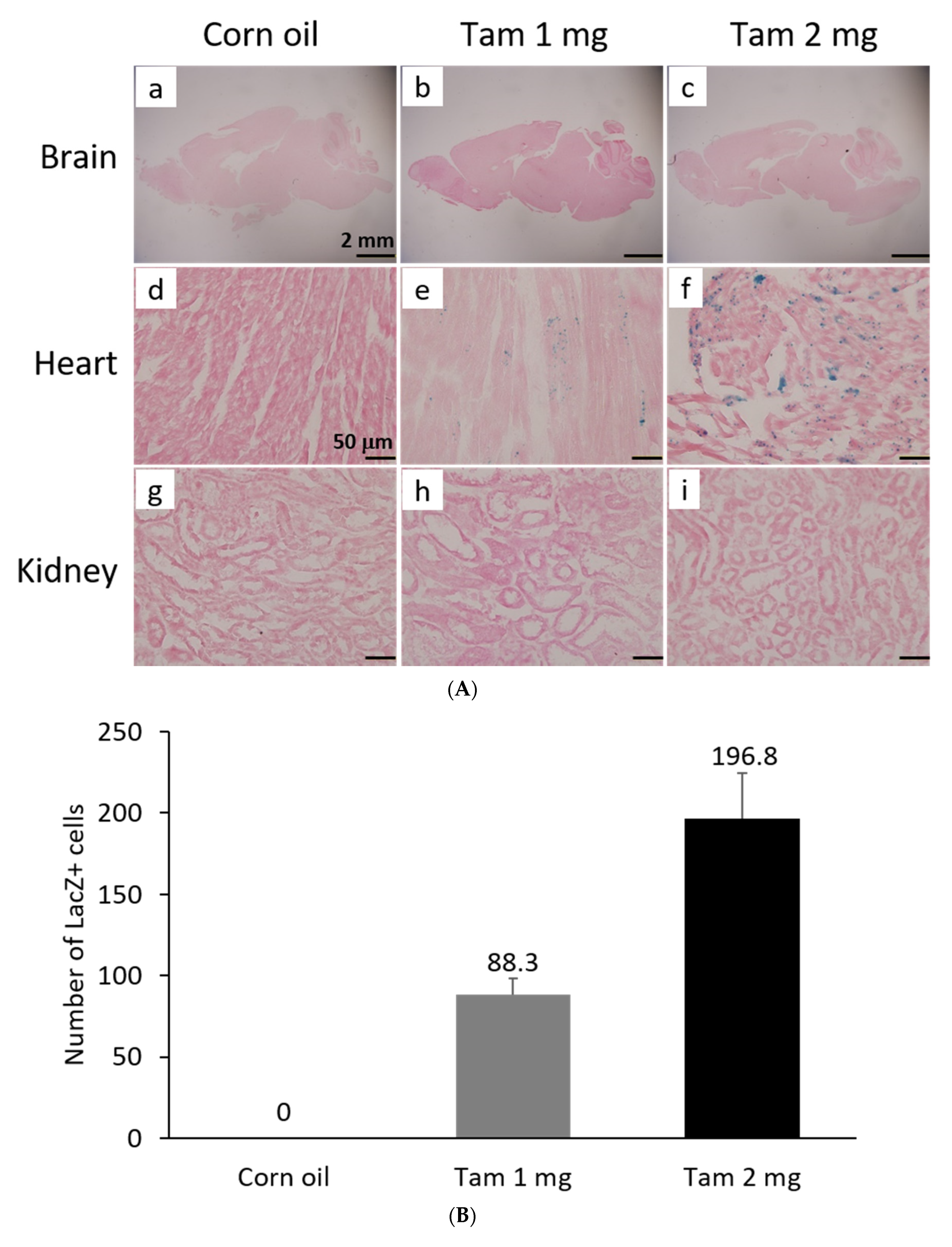 Cells 11 00121 g005a