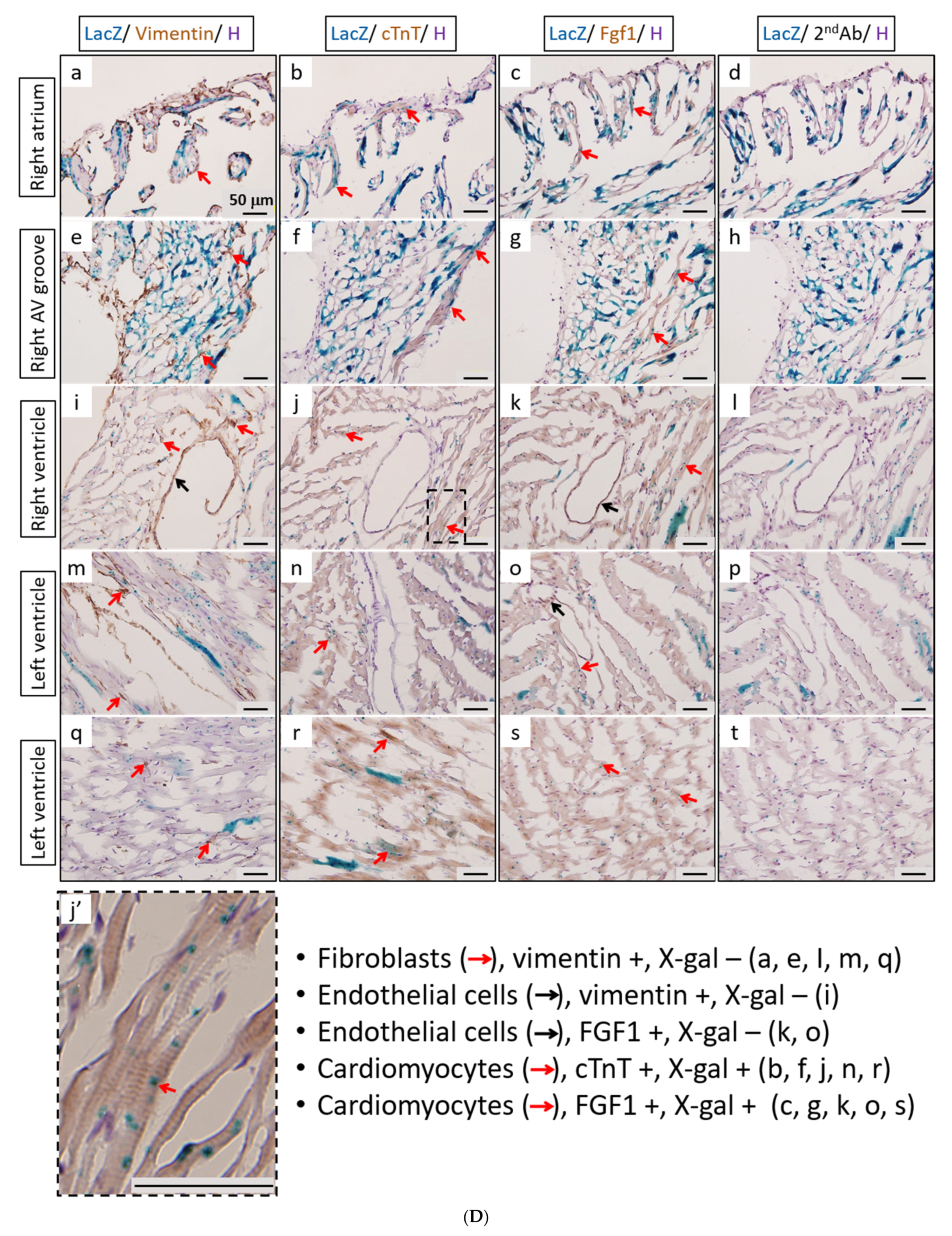 Cells 11 00121 g005c