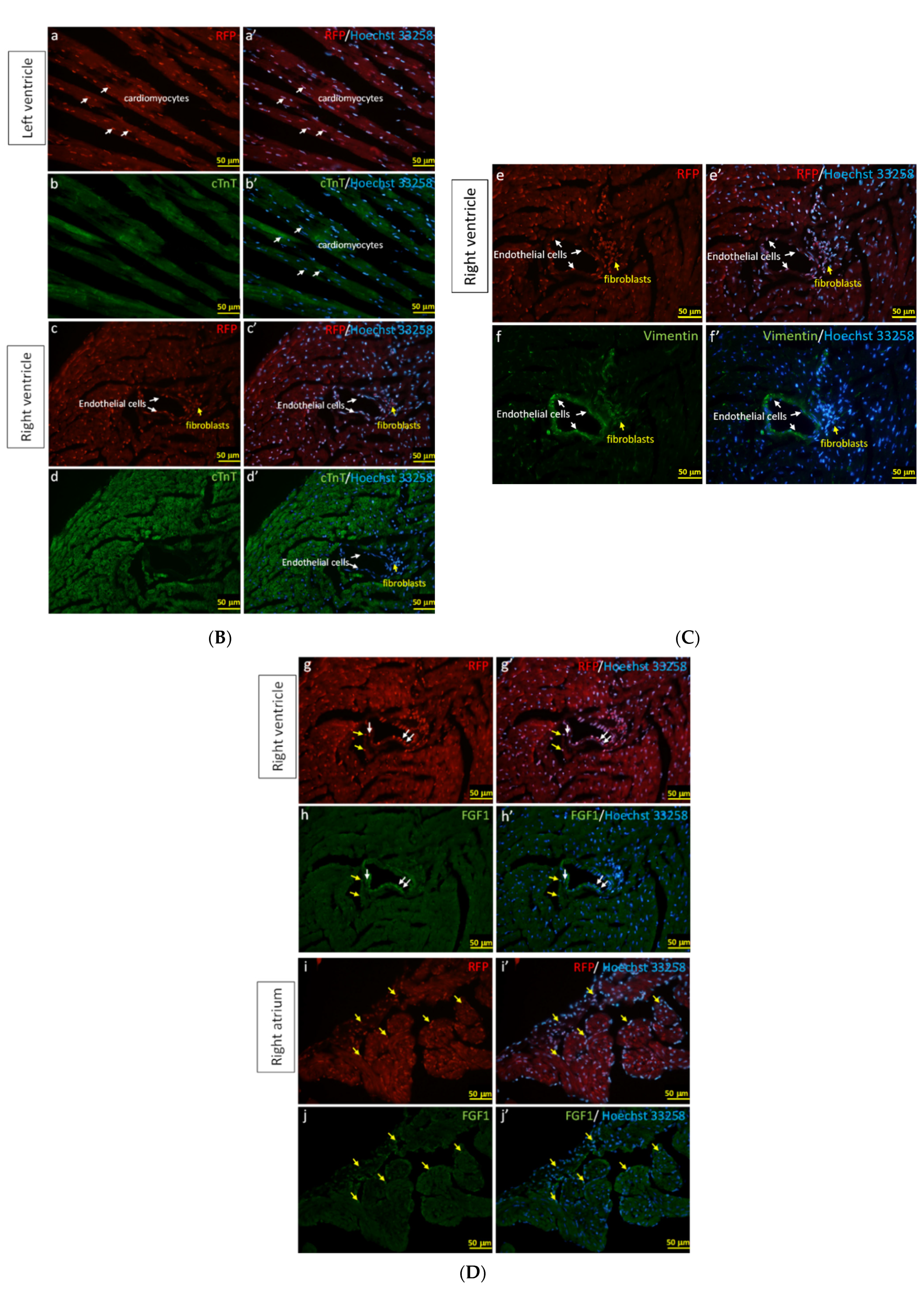 Cells 11 00121 g006b