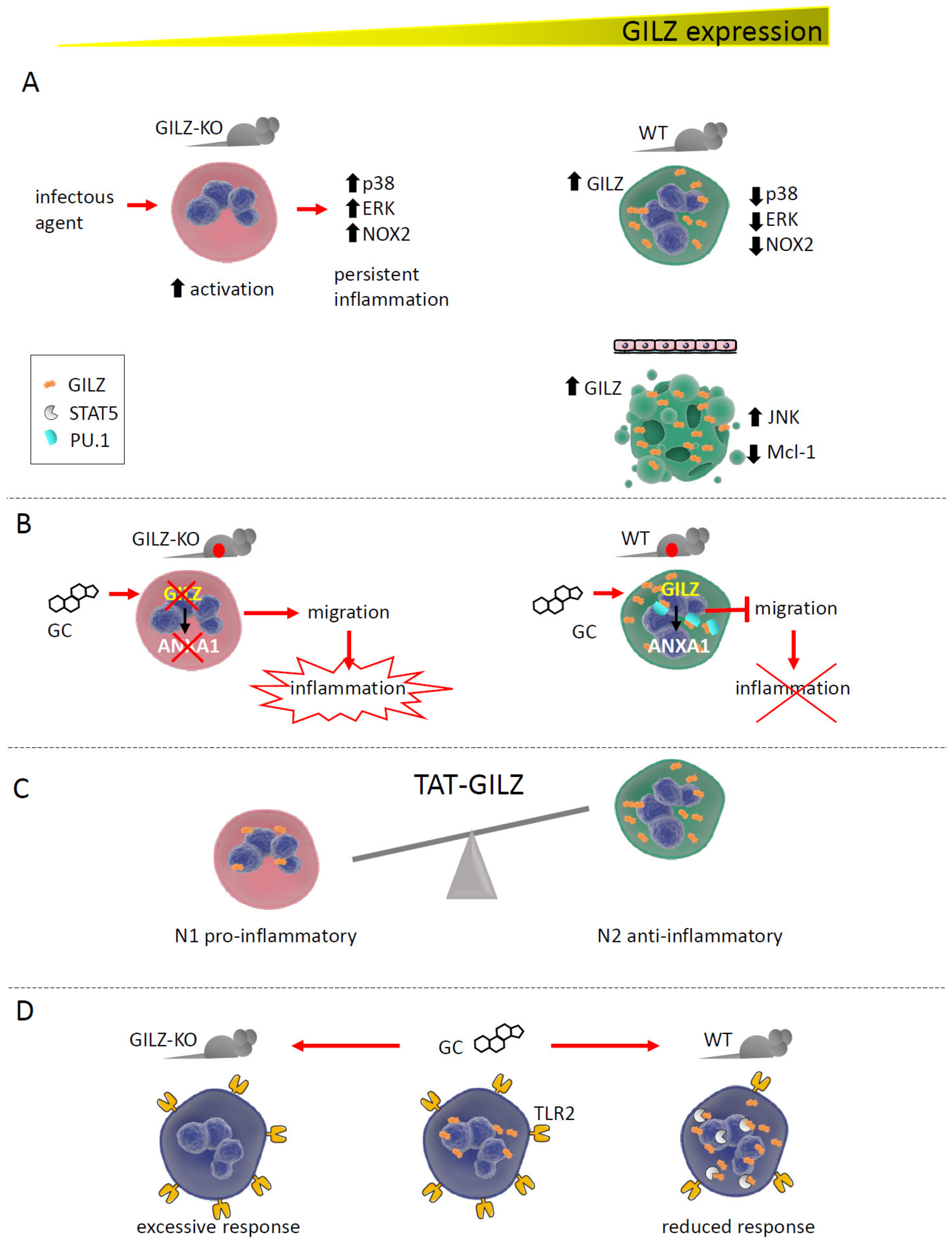 Cells 11 00122 g002 Cells 11 00122 g002