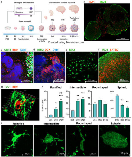 Cells 11 00124 g001 550
