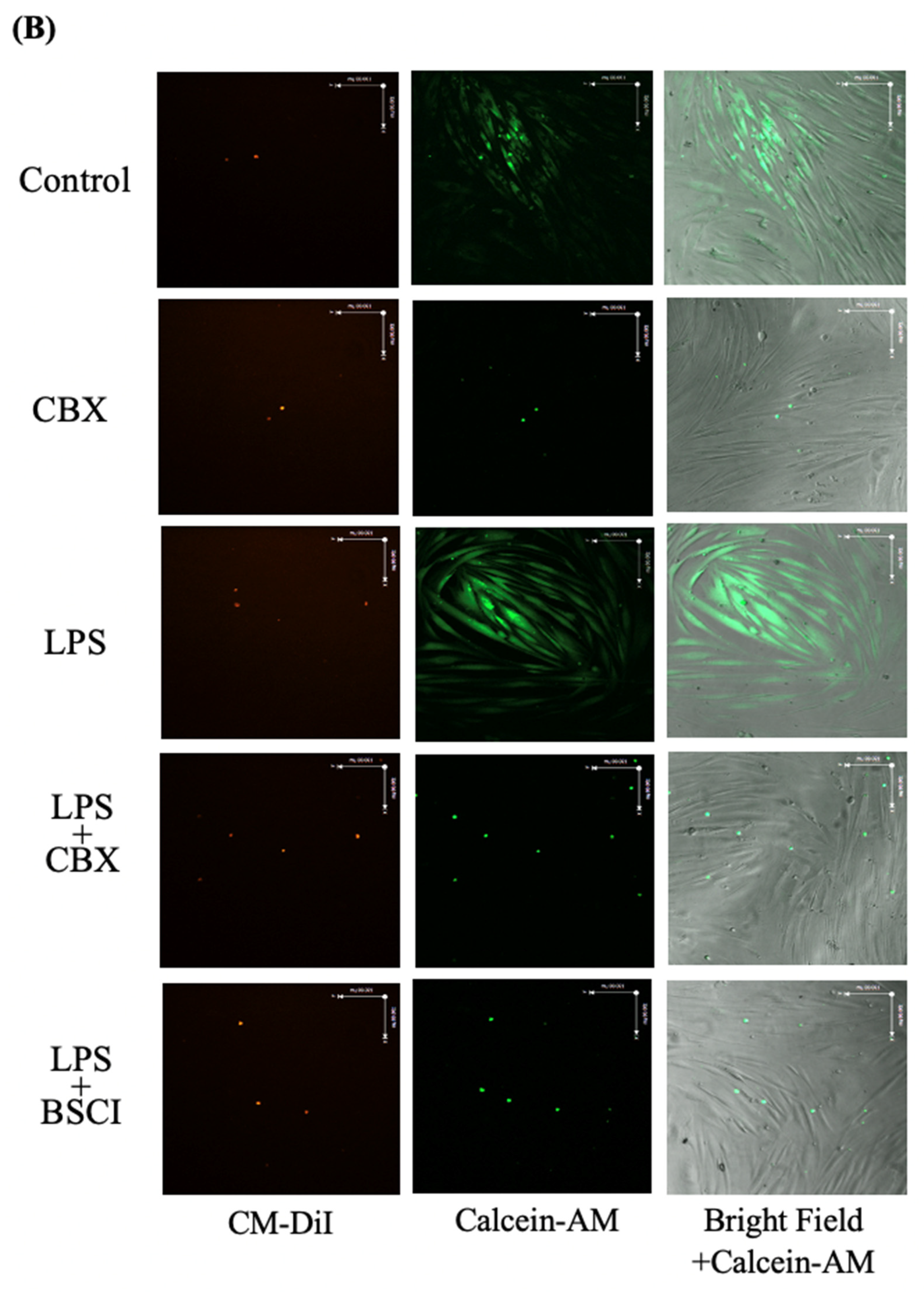 Cells 11 00128 g008b