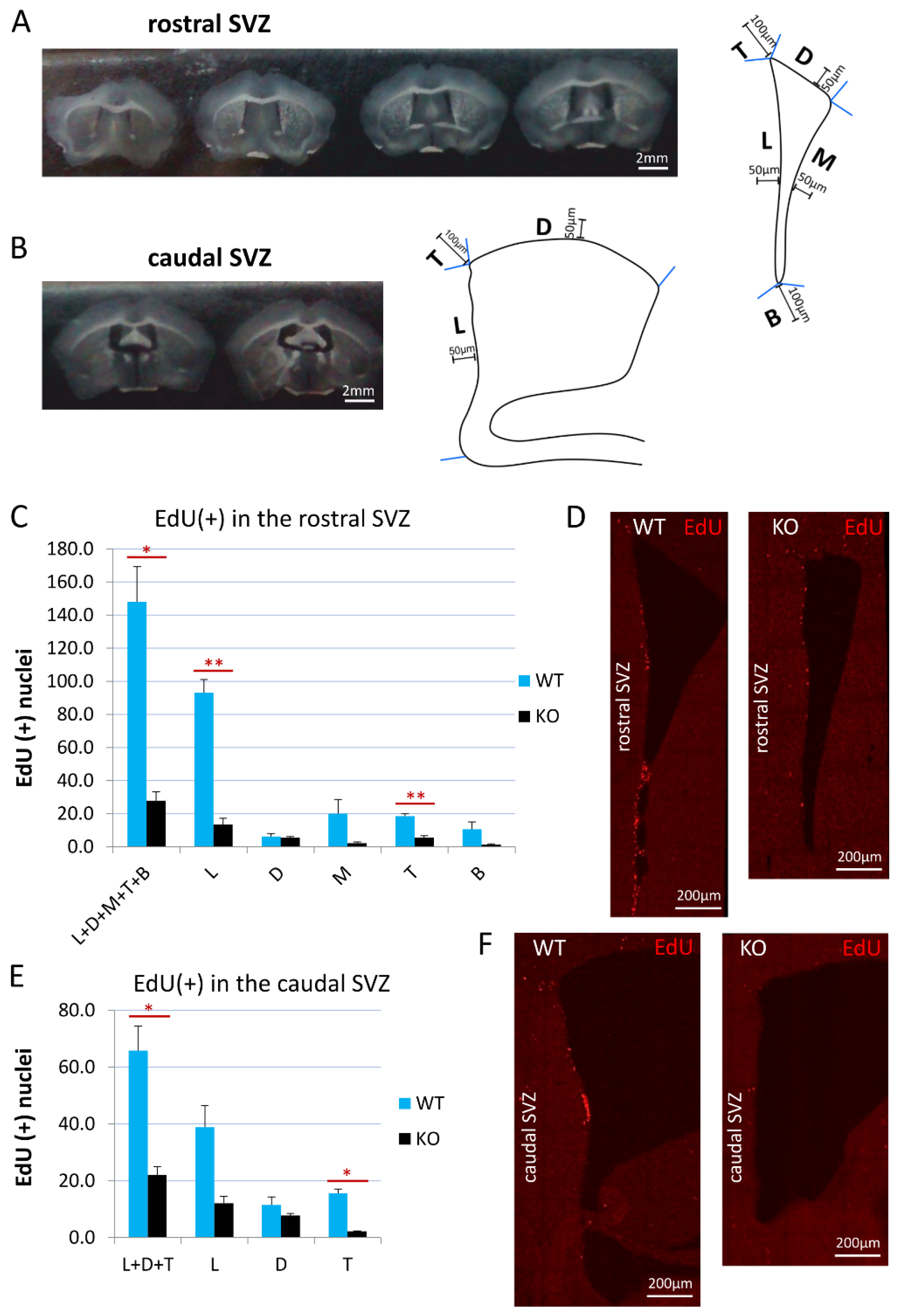 Cells 11 00135 g001 Cells 11 00135 g001