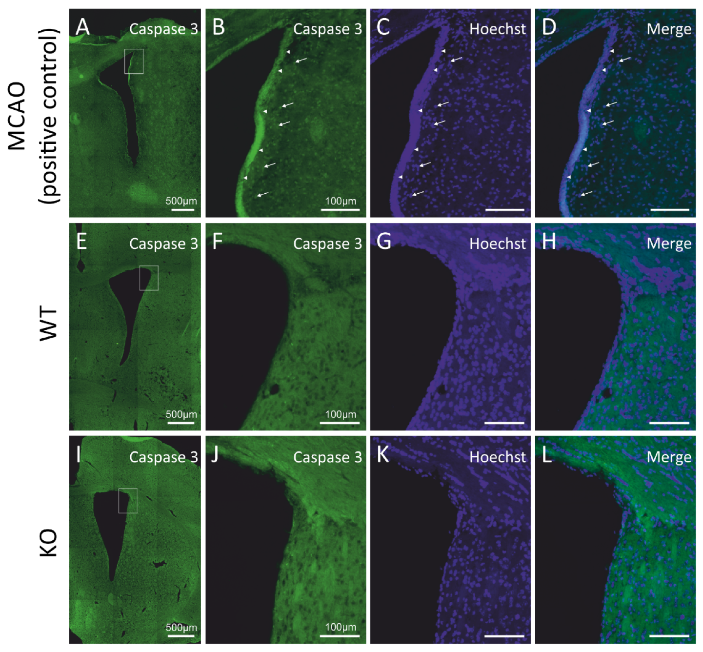 Cells 11 00135 g002 Cells 11 00135 g002