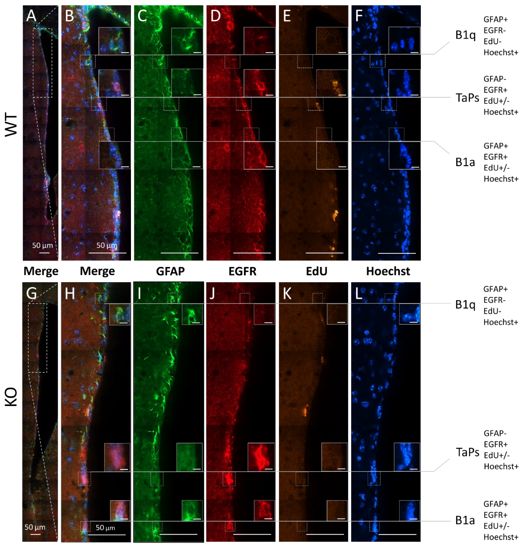 Cells 11 00135 g003 Cells 11 00135 g003