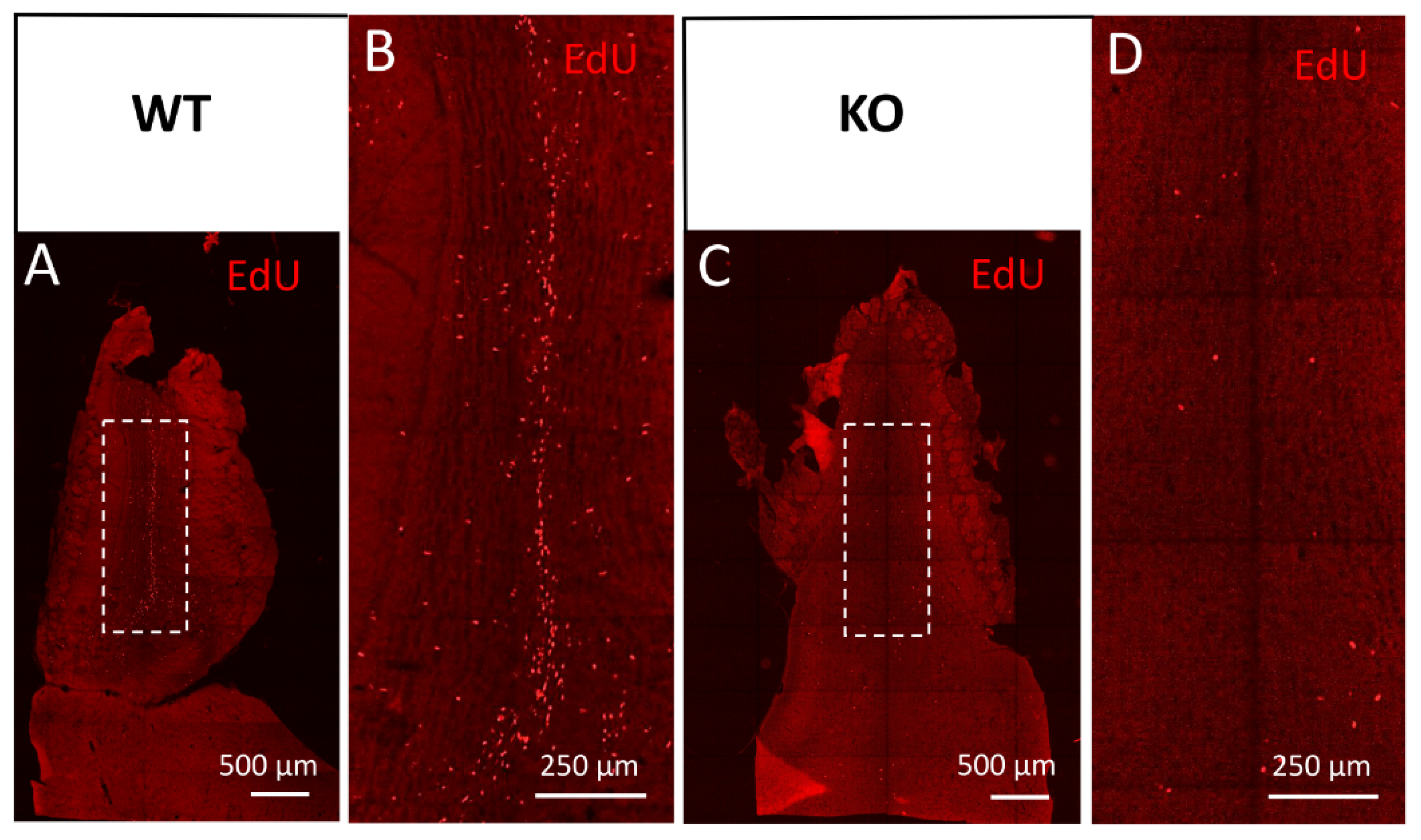 Cells 11 00135 g005 Cells 11 00135 g005