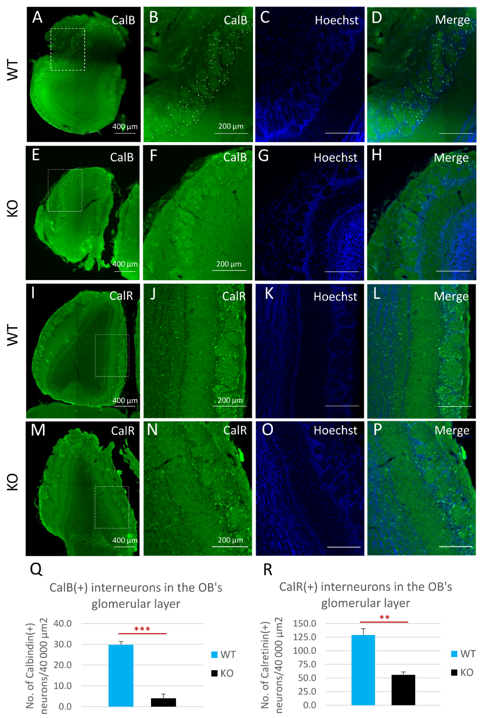 Cells 11 00135 g006 Cells 11 00135 g006