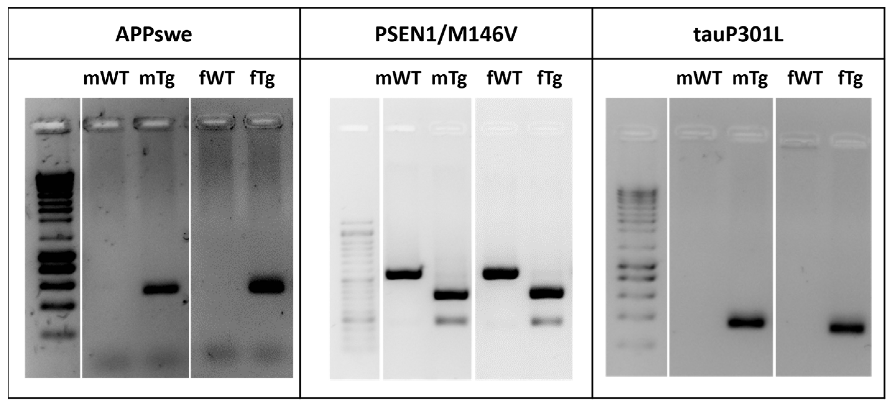 Cells 11 00137 g001 Cells 11 00137 g001