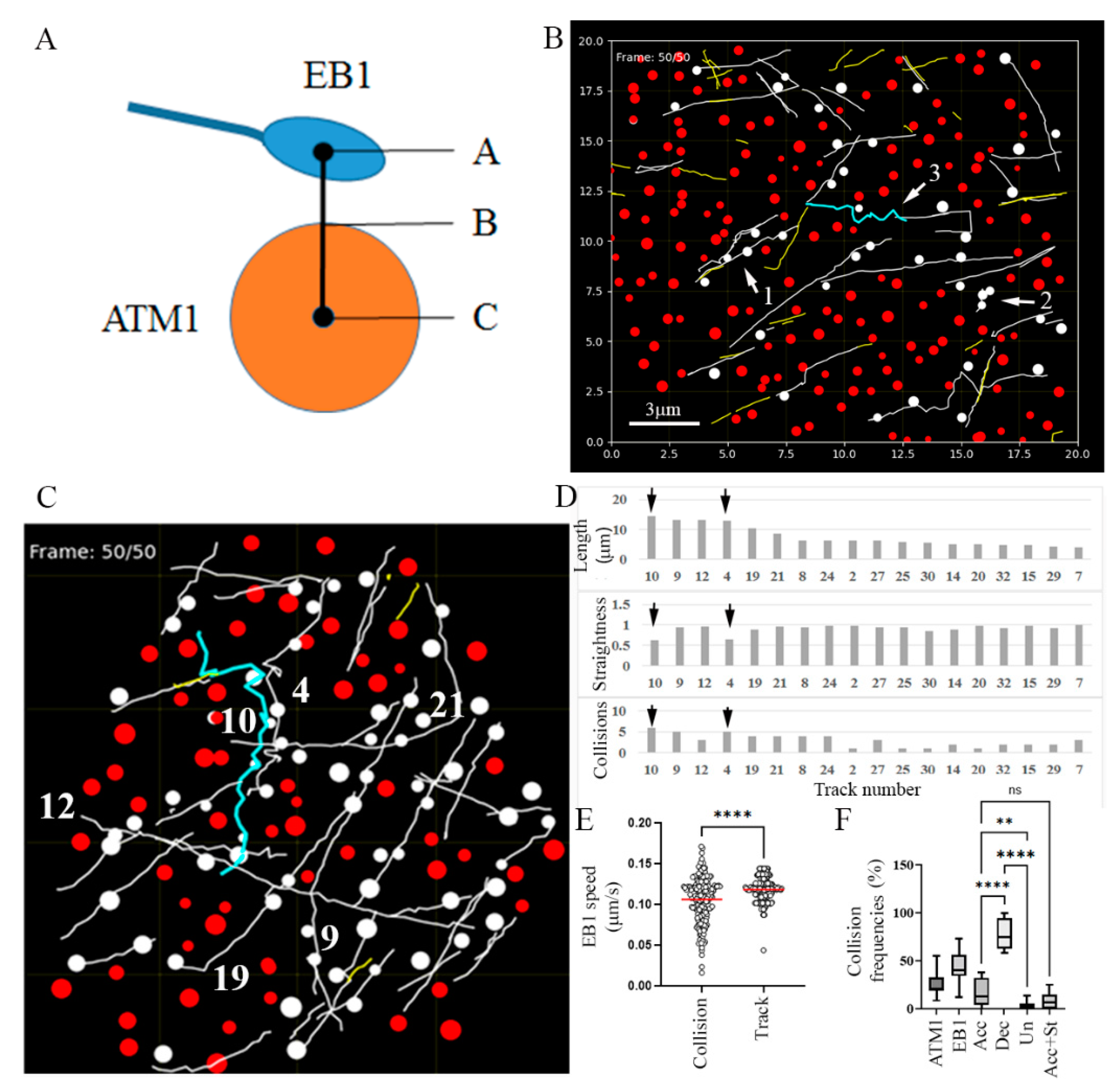 Cells 11 00145 g005 Cells 11 00145 g005