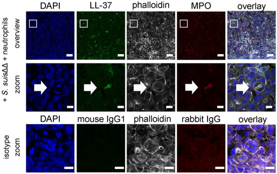 Cells 11 00151 g0a3 550