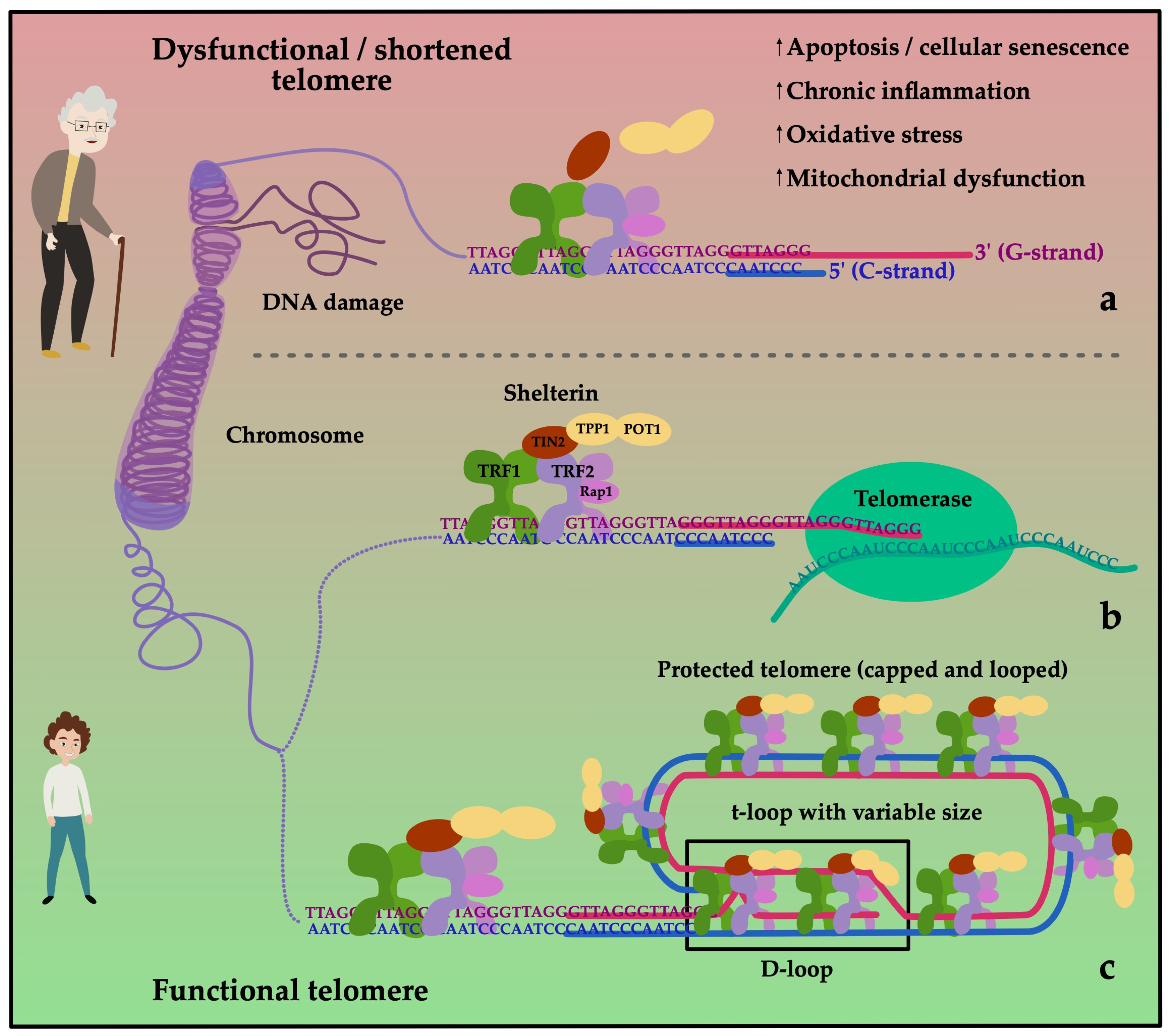 Cells 11 00153 g002 Cells 11 00153 g002