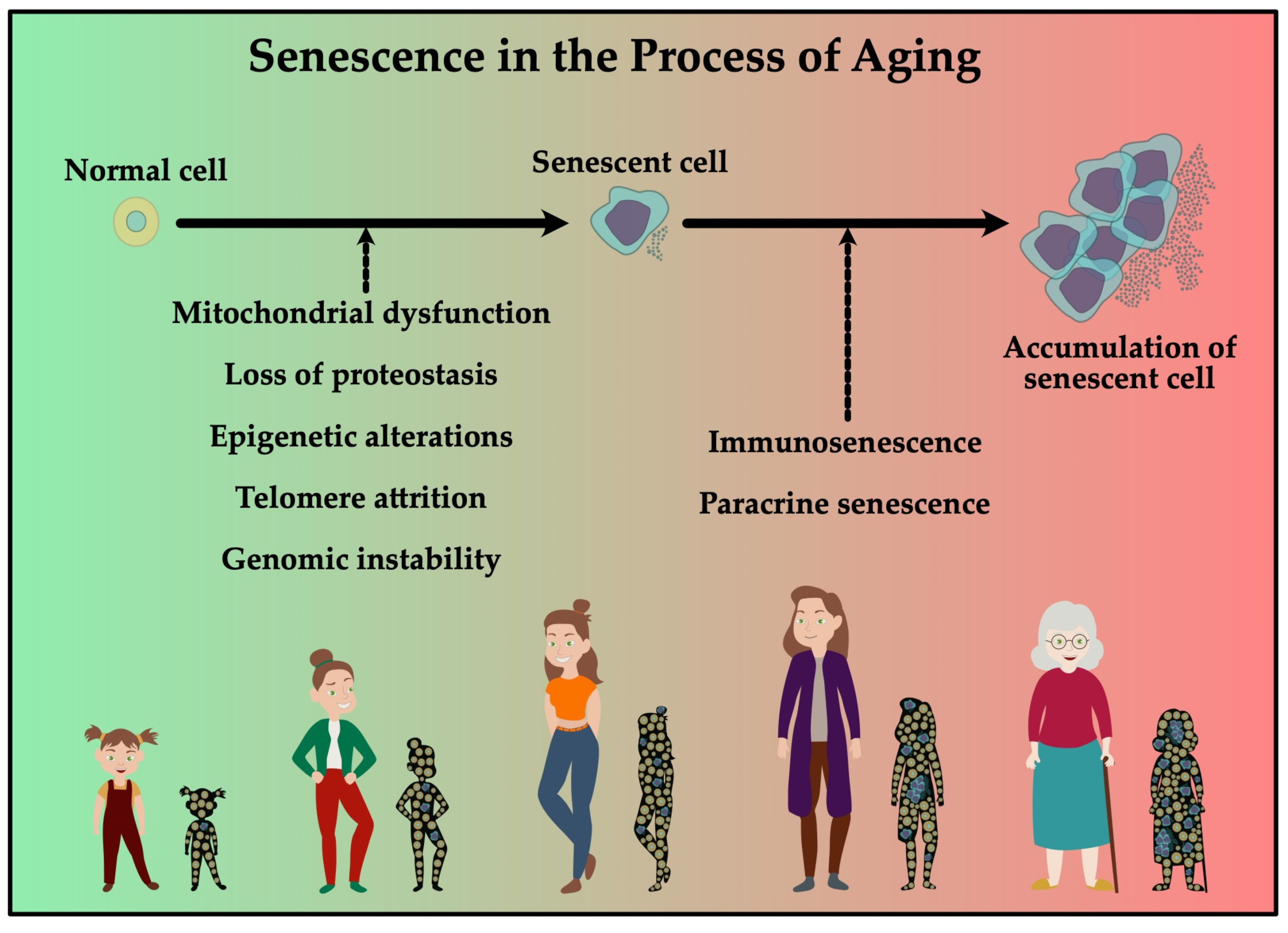 Cells 11 00153 g003 Cells 11 00153 g003