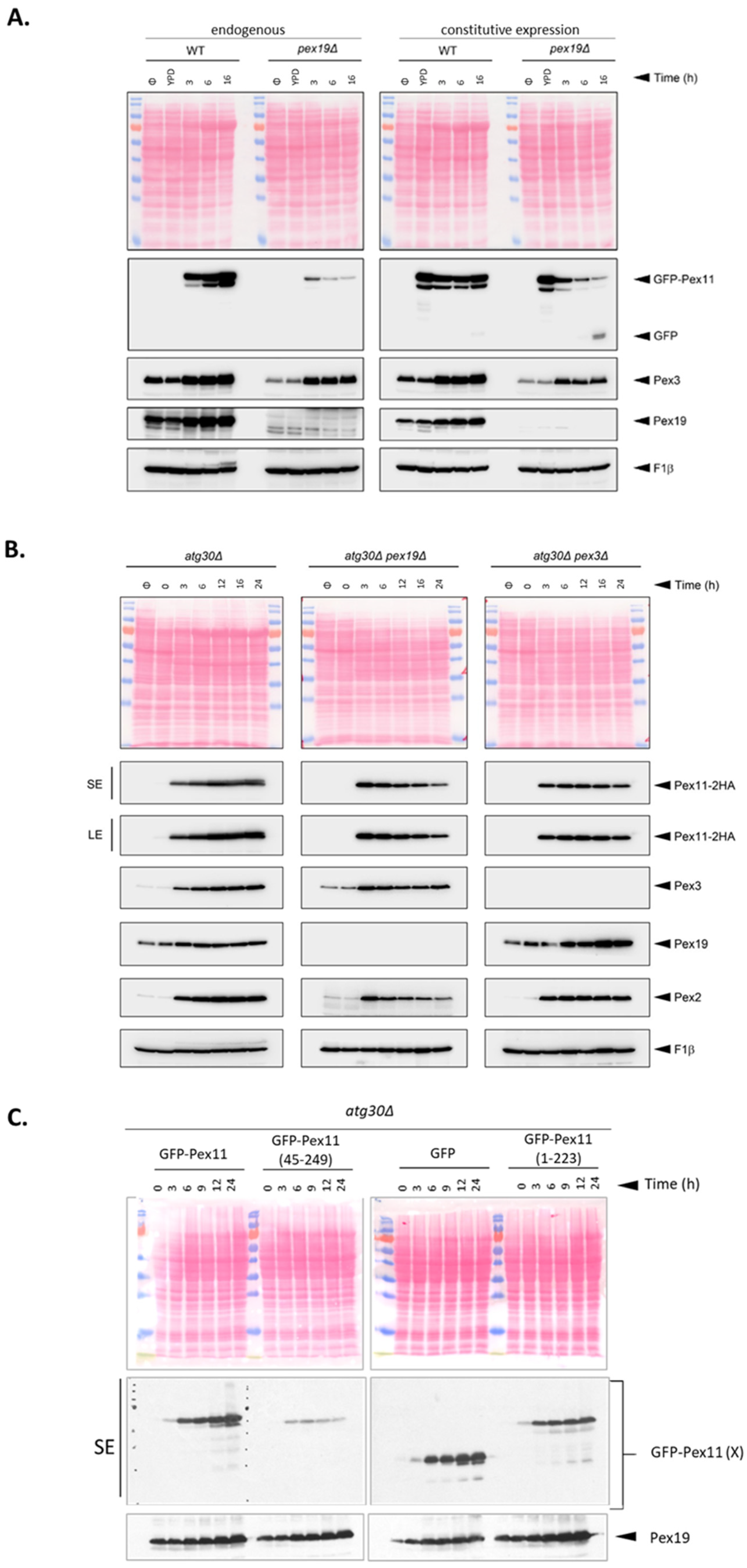 Cells 11 00157 g004 Cells 11 00157 g004