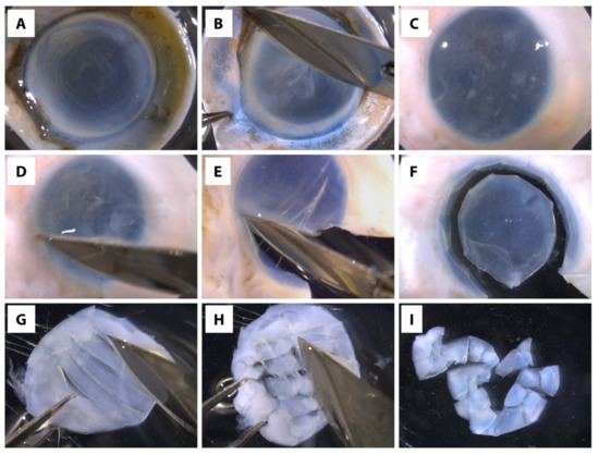 Cells 11 00178 g002 550