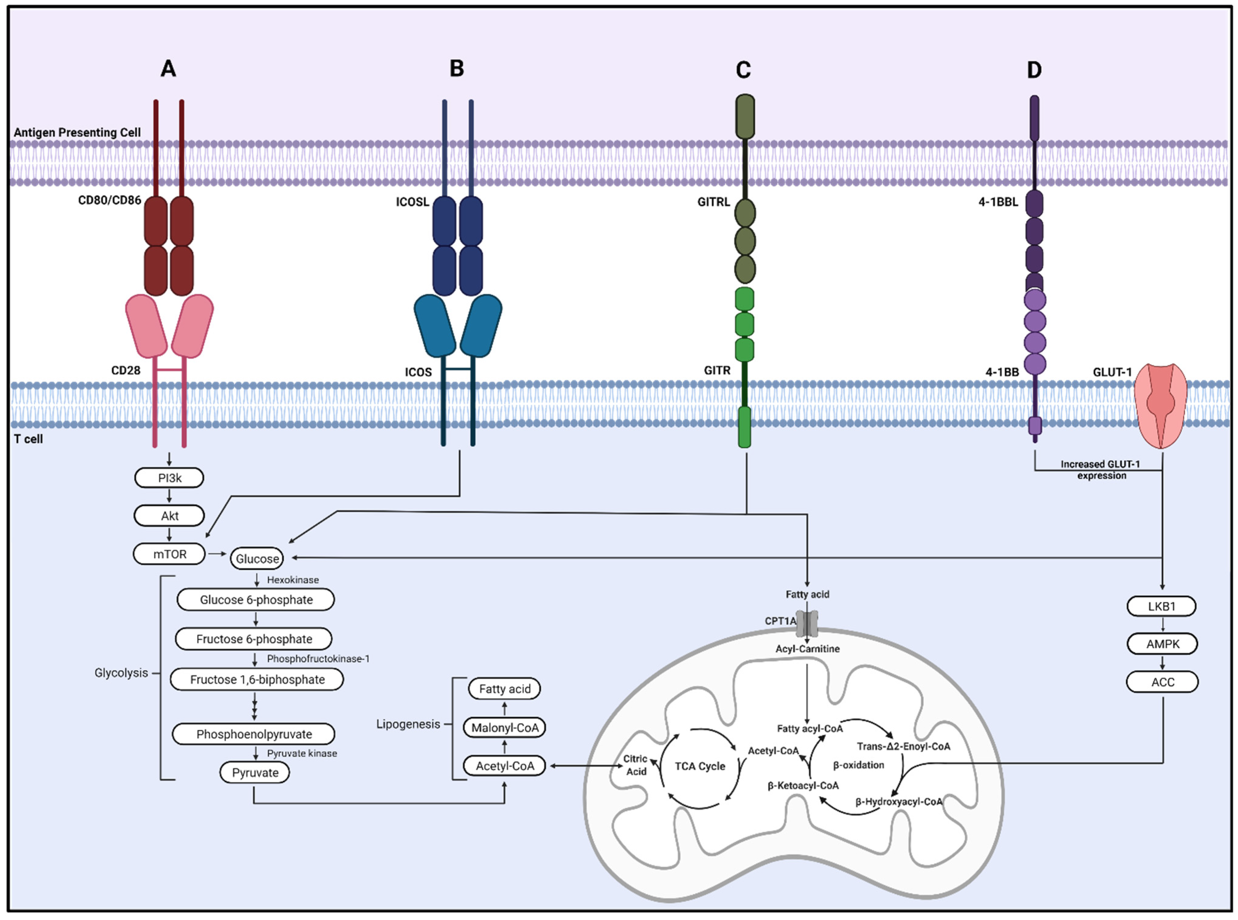 Metabolic Implications of Immune Checkpoint Proteins in Cancer | MDPI