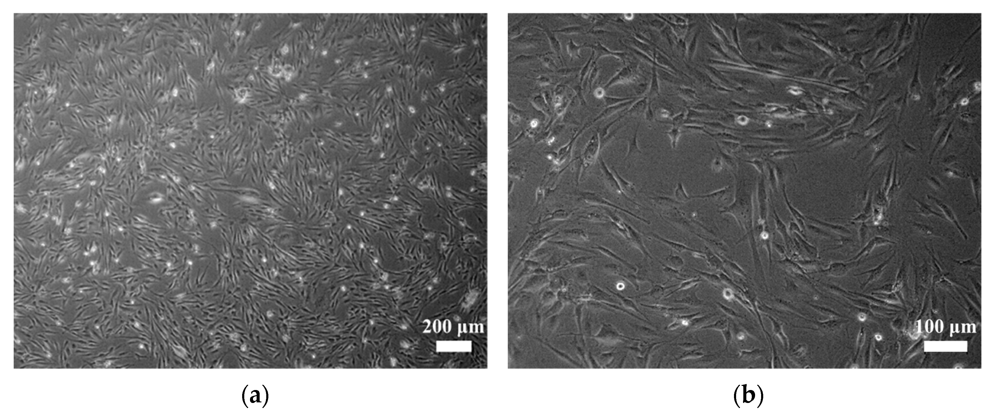 Cells 11 00207 g003a