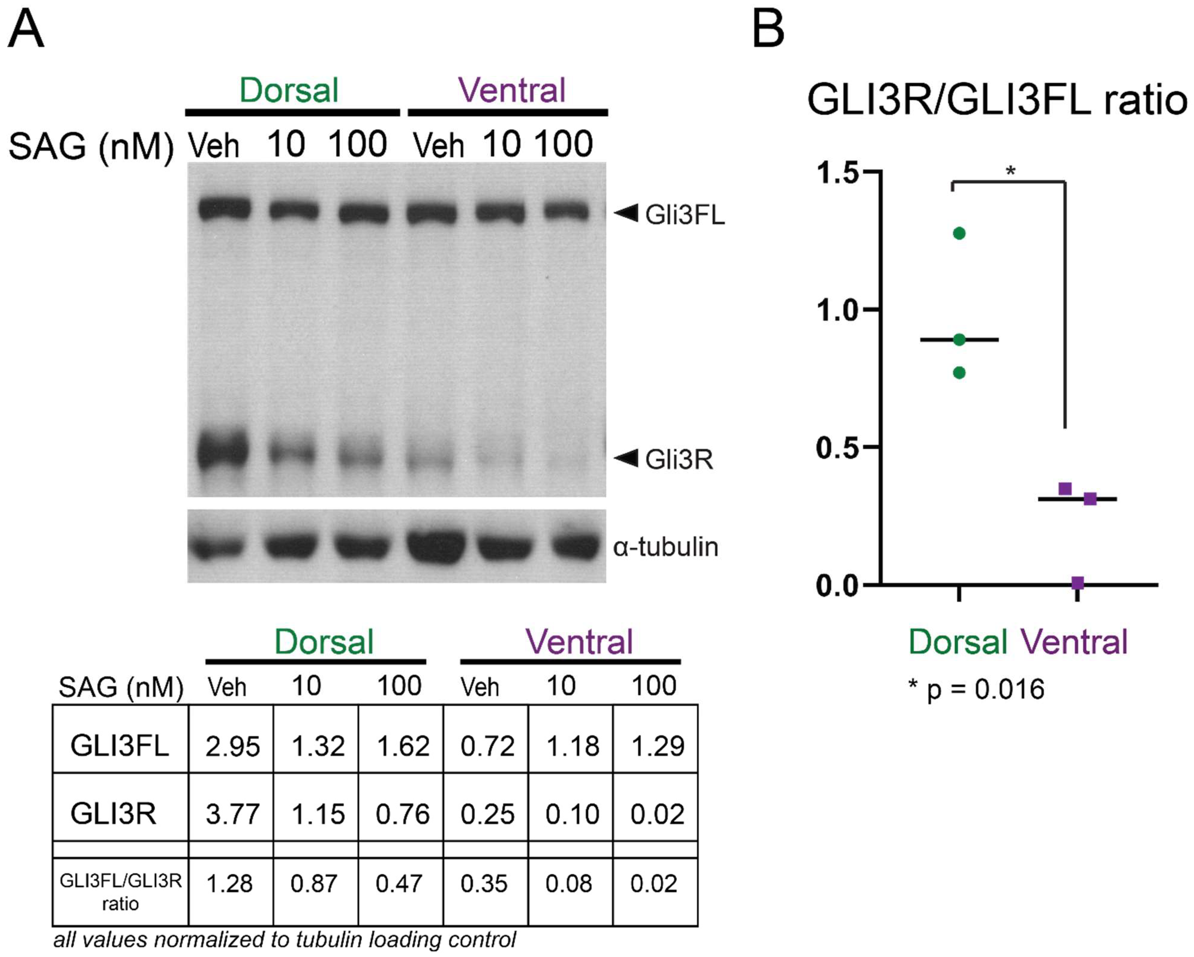 Cells 11 00218 g001 Cells 11 00218 g001