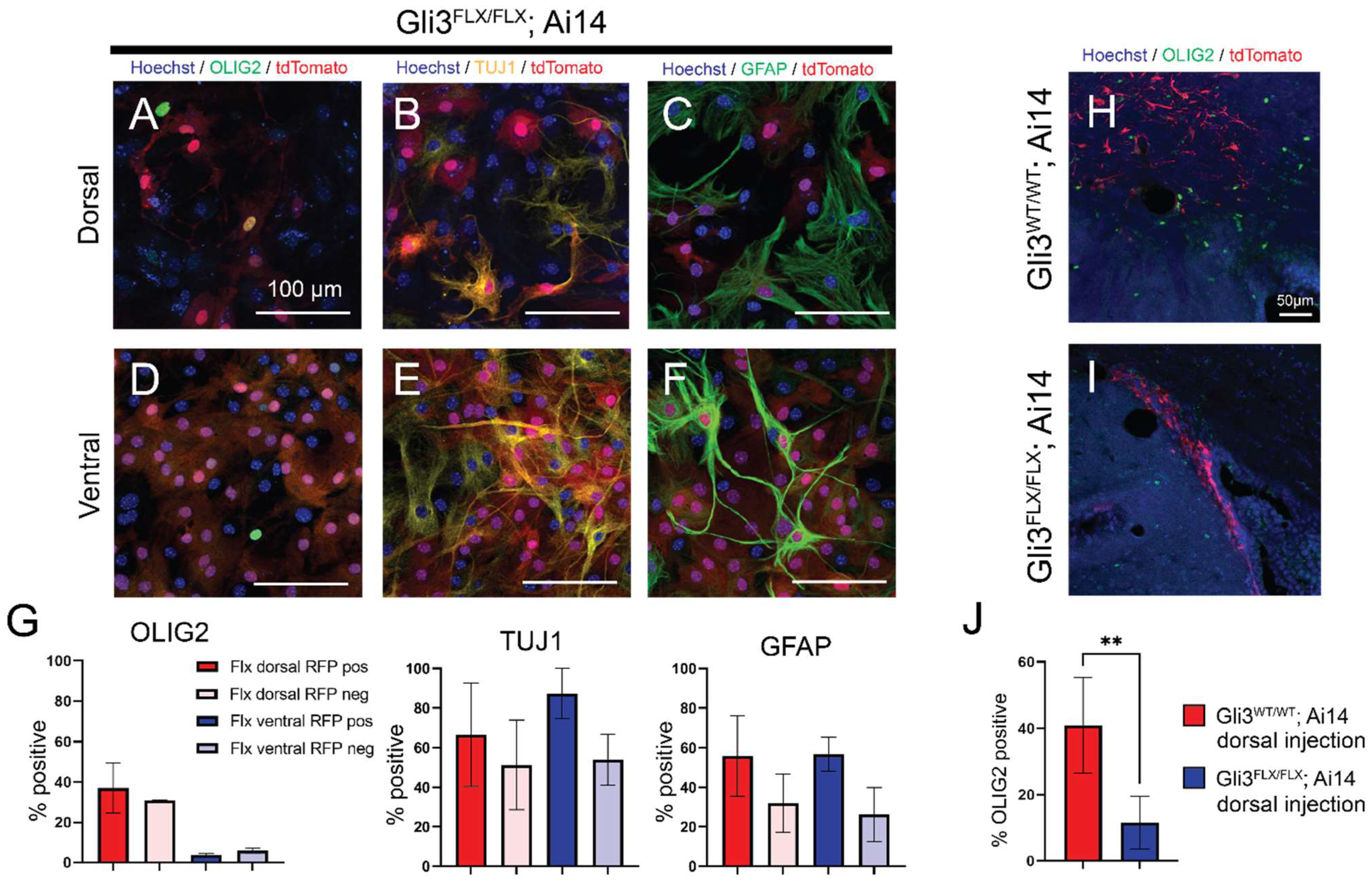 Cells 11 00218 g004 Cells 11 00218 g004