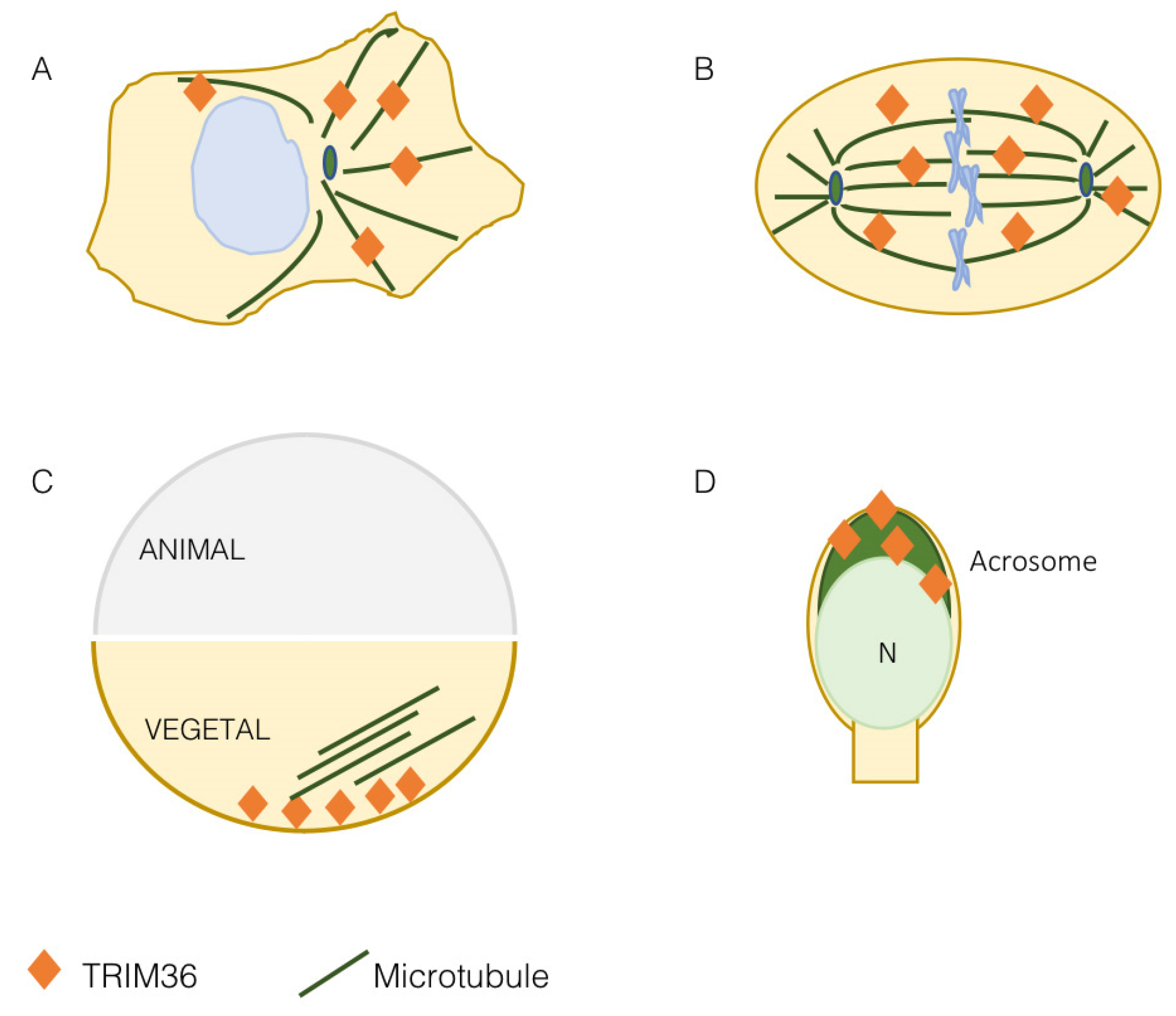 Cells 11 00246 g002 Cells 11 00246 g002