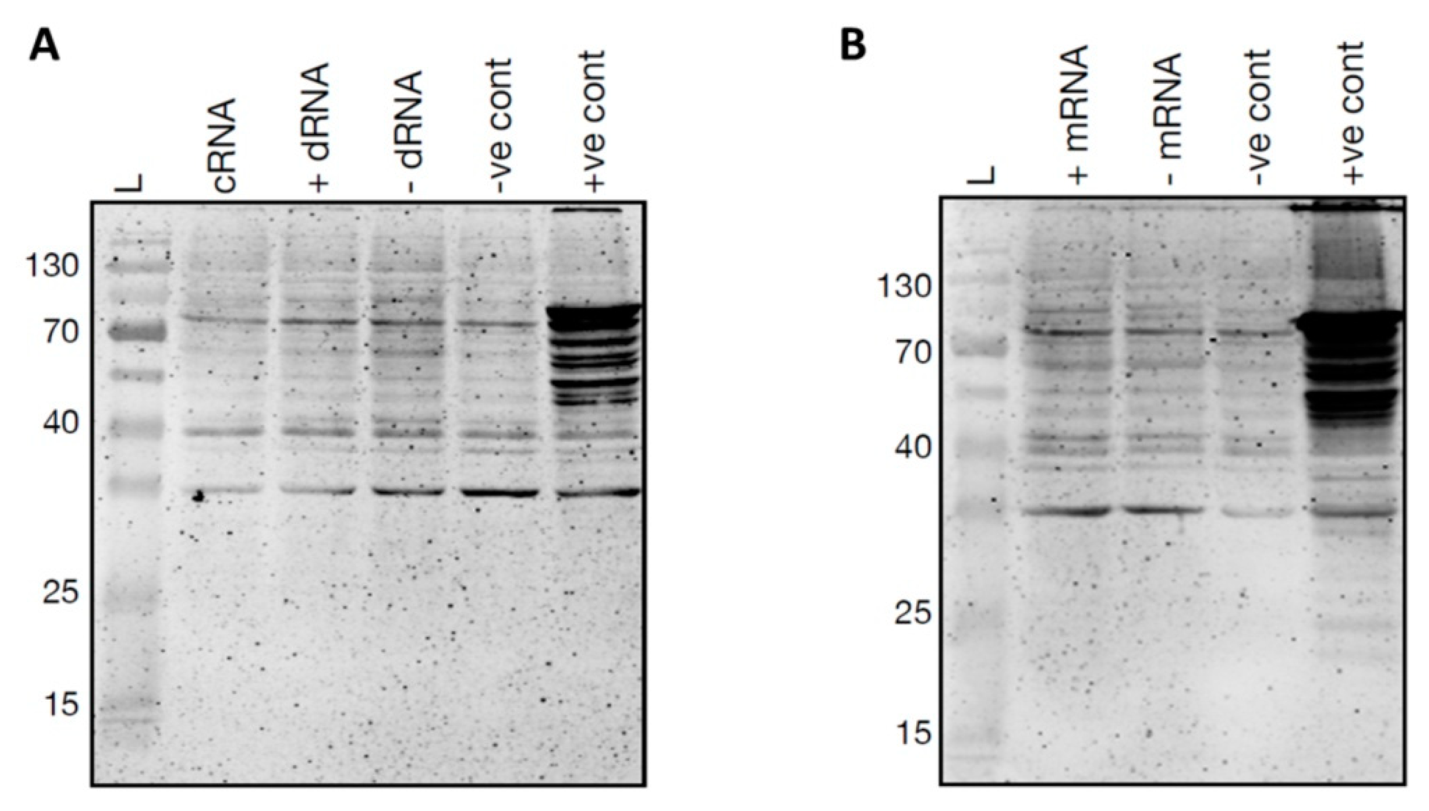 Cells 11 00265 g005 Cells 11 00265 g005