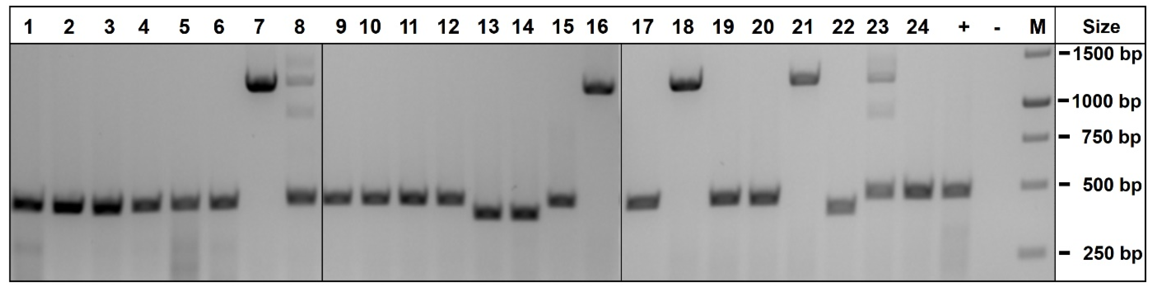 Cells 11 00268 g002 Cells 11 00268 g002