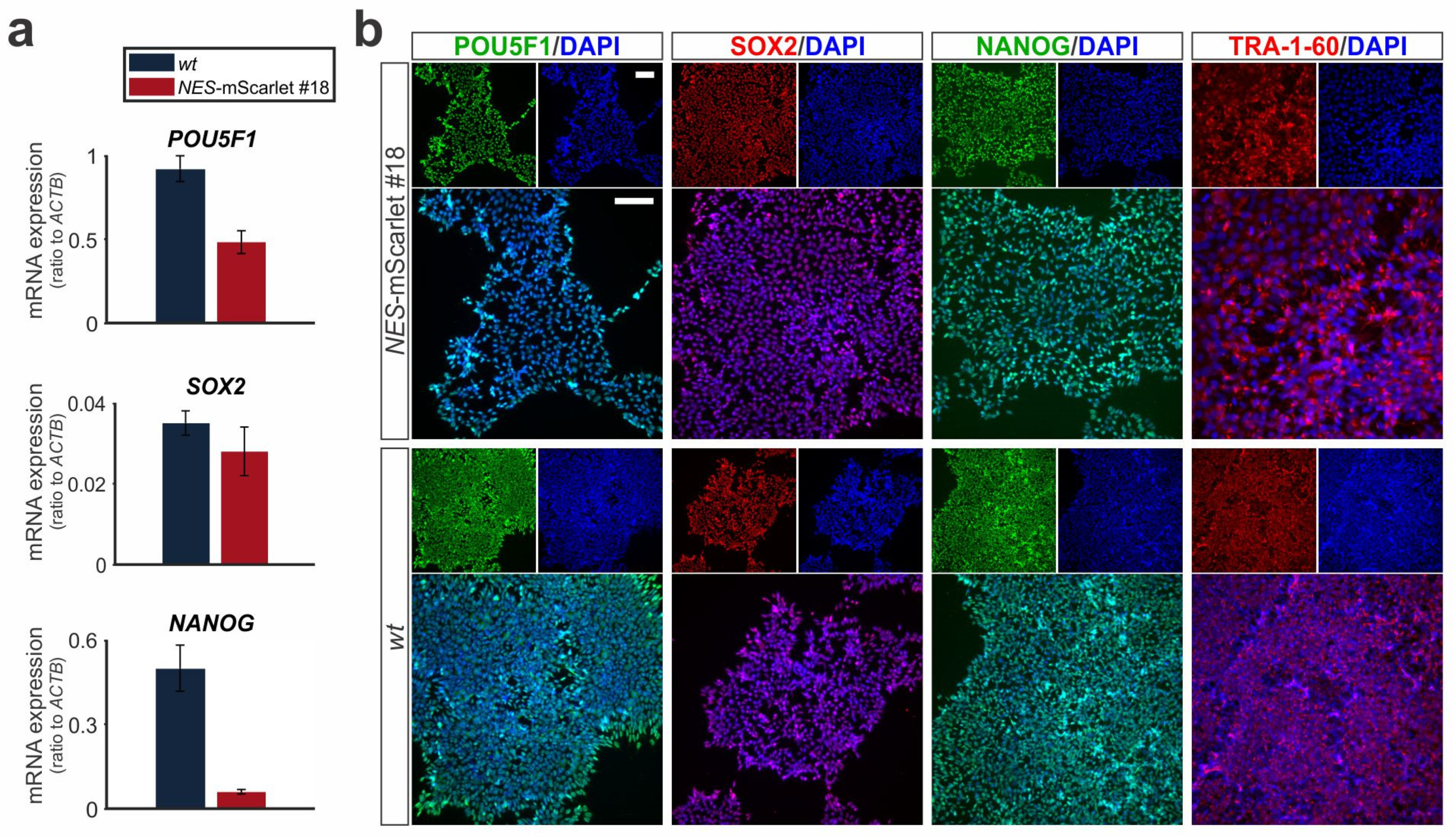 Cells 11 00268 g003 Cells 11 00268 g003