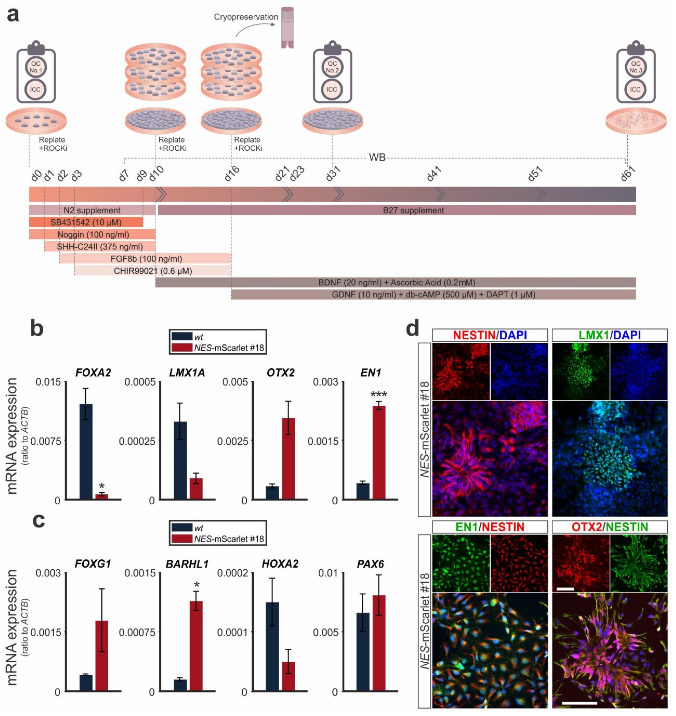 Cells 11 00268 g004 Cells 11 00268 g004