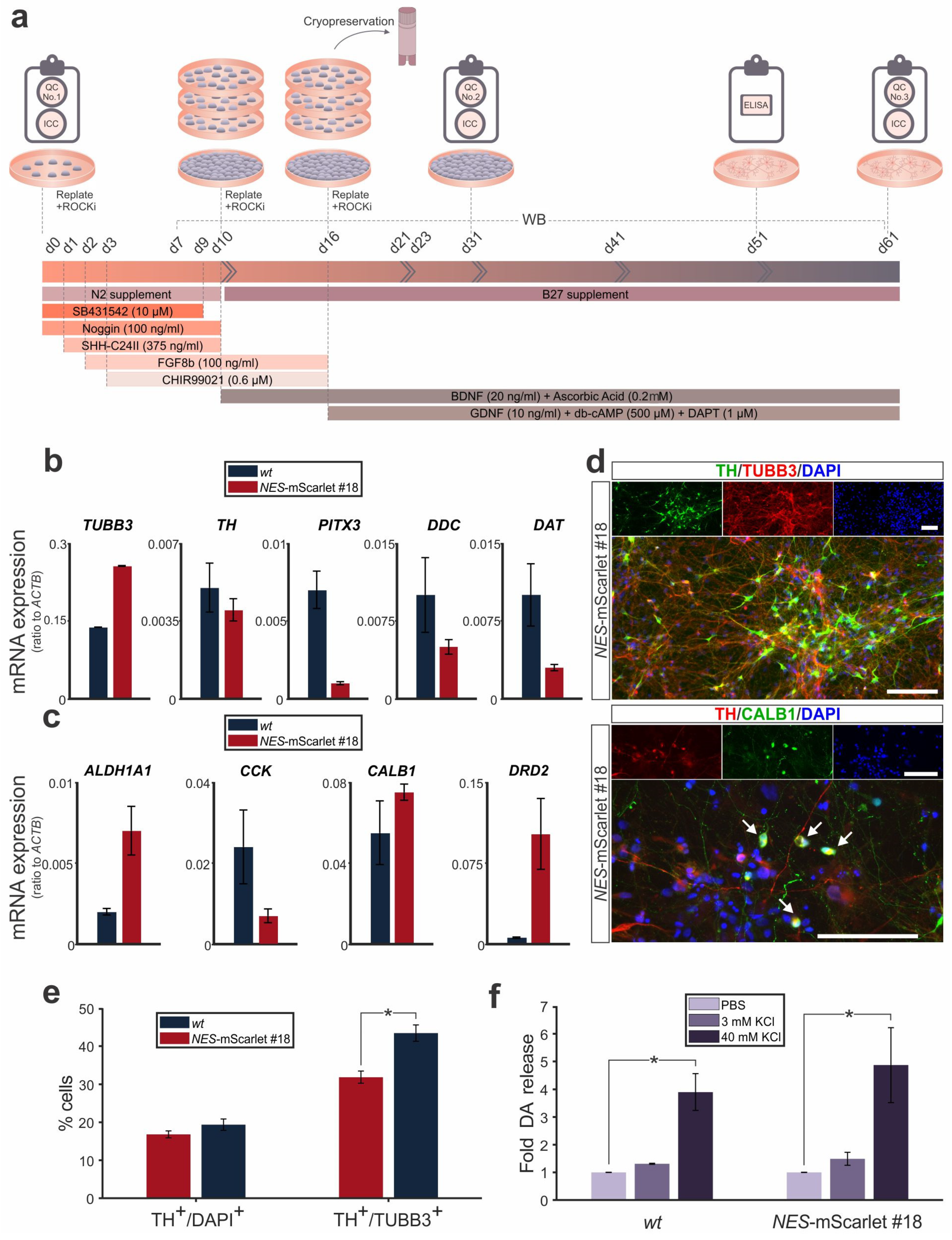 Cells 11 00268 g005 Cells 11 00268 g005